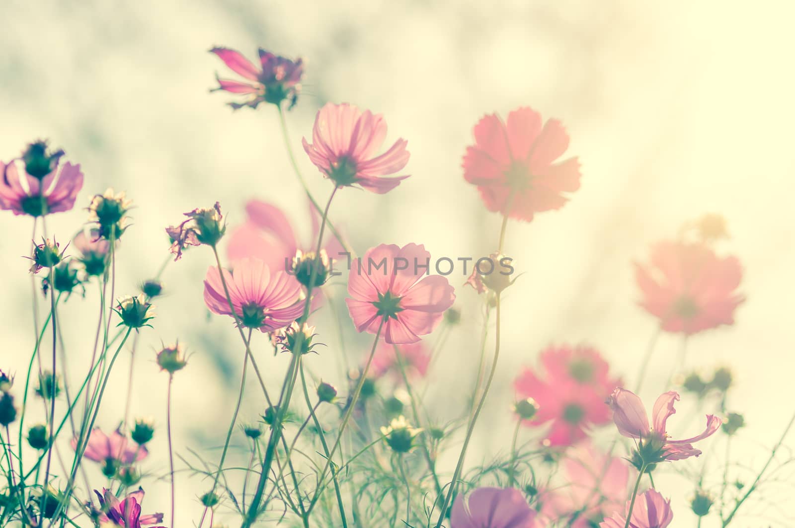 Cosmos flowers vintage color. by seksan44