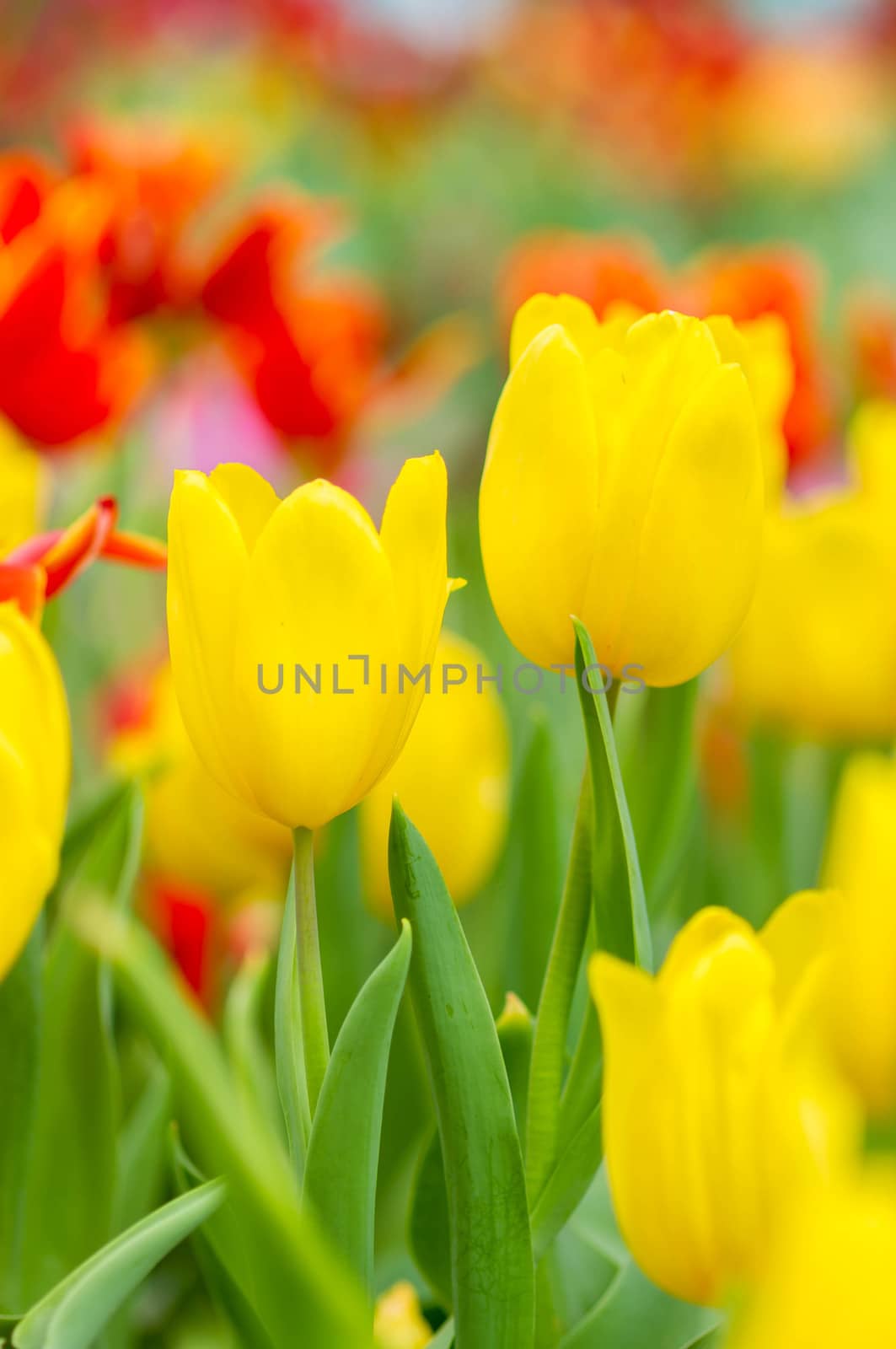 Yellow tulip with blur background.