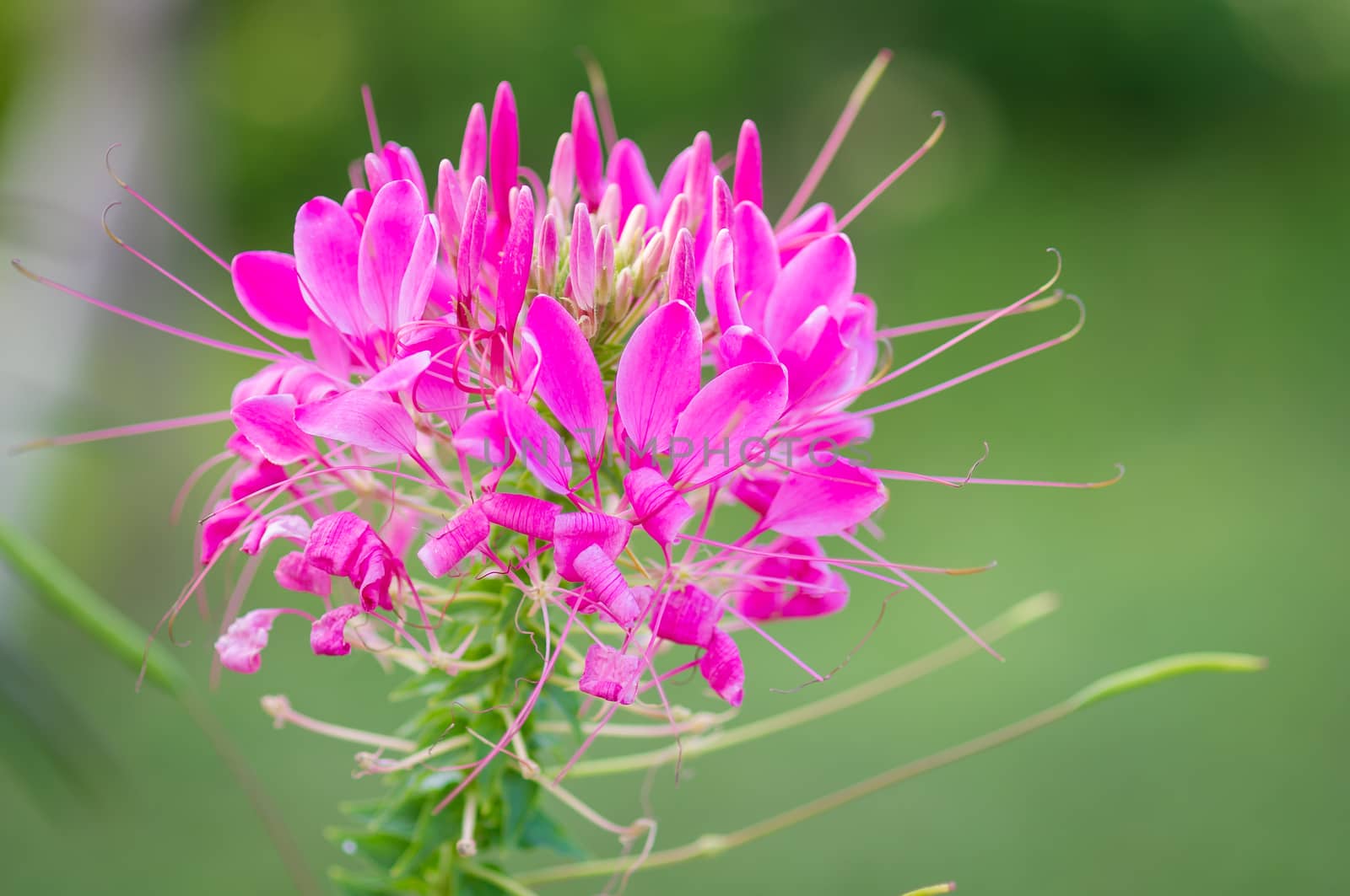 Spider flower(Cleome hassleriana) in the garden for background use.