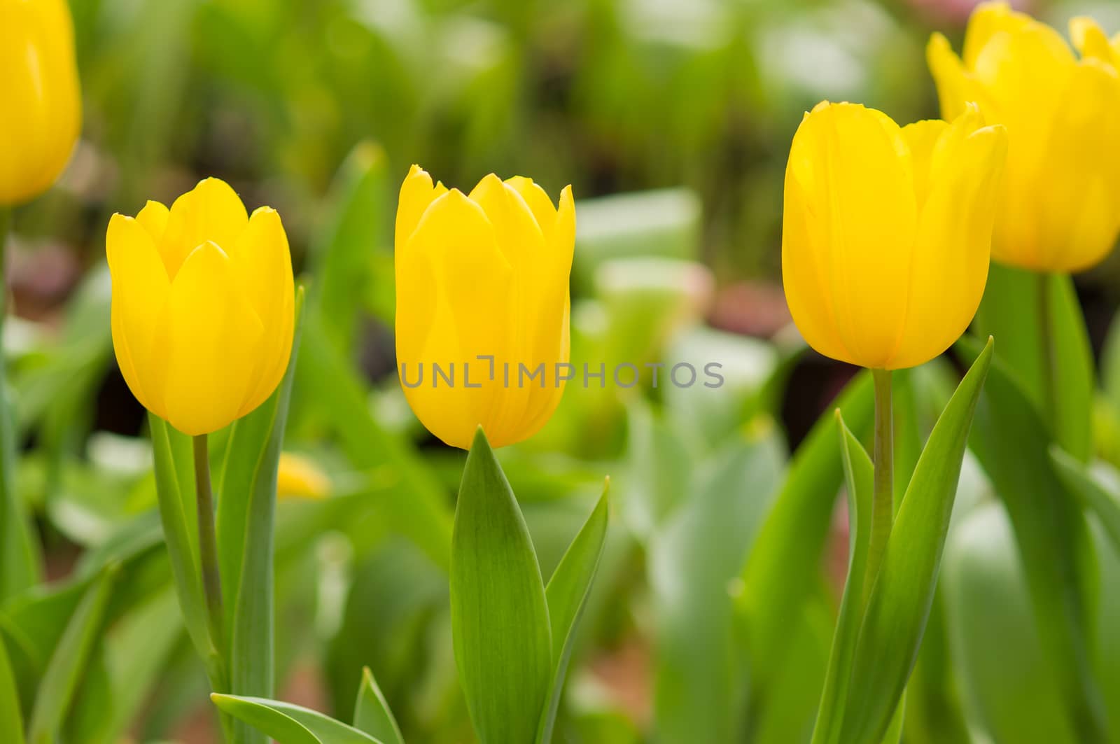 Yellow tulip with bokeh