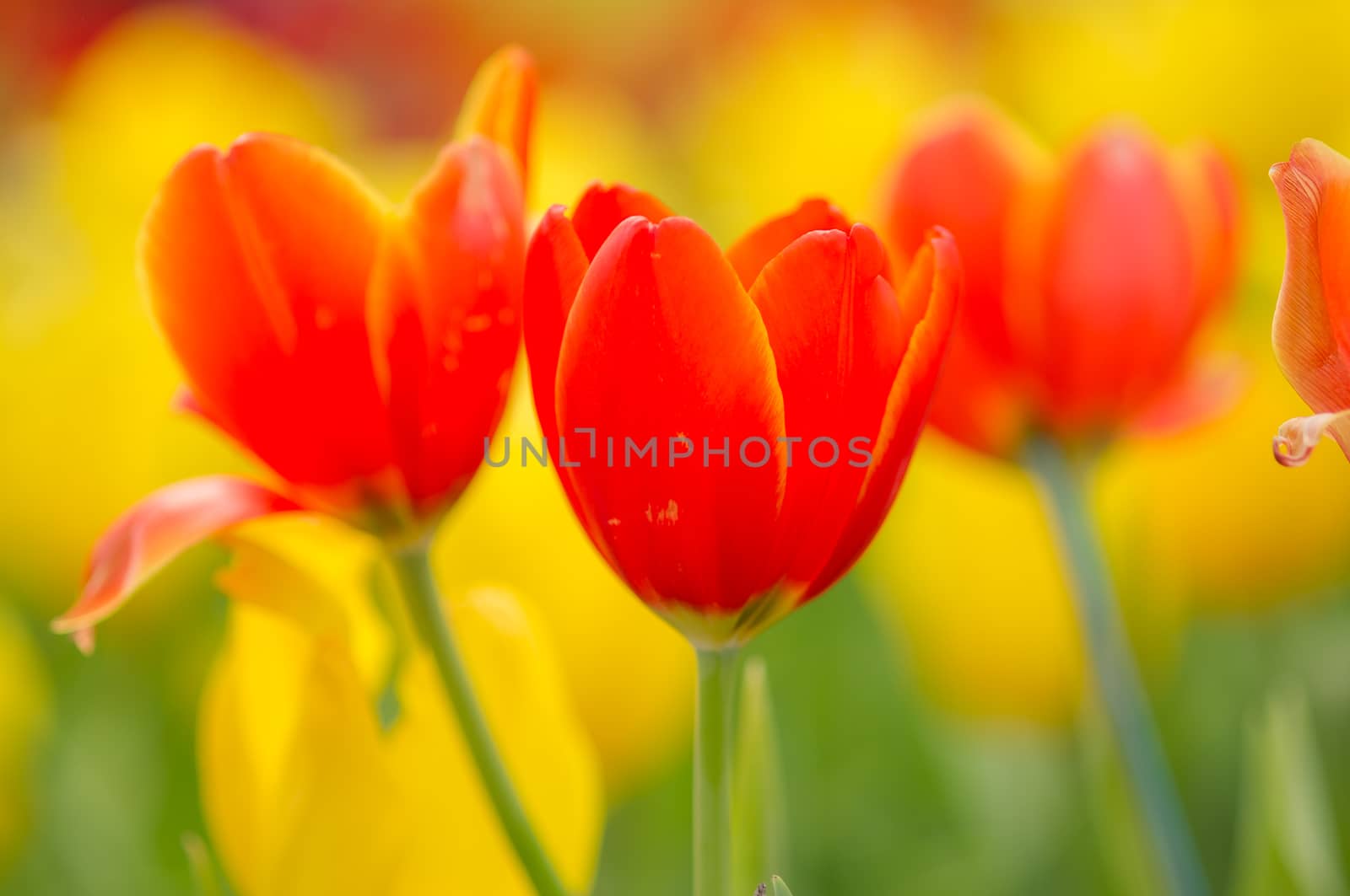 tulip with bokeh by seksan44