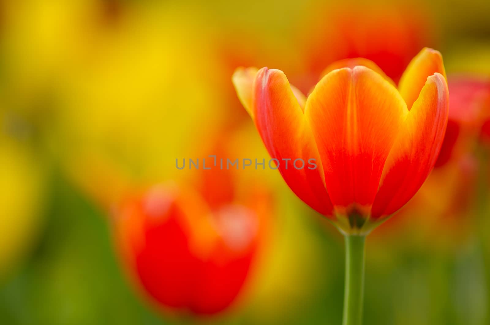 tulip with bokeh by seksan44