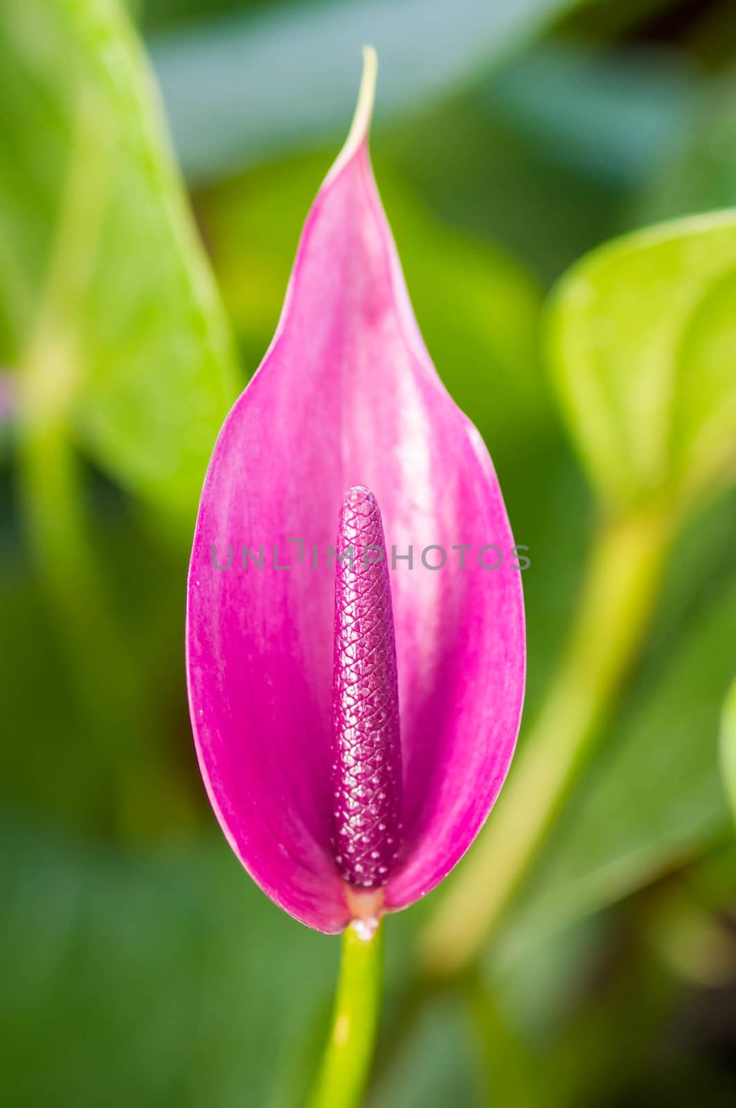 Flamingo Flower, antherium plants.