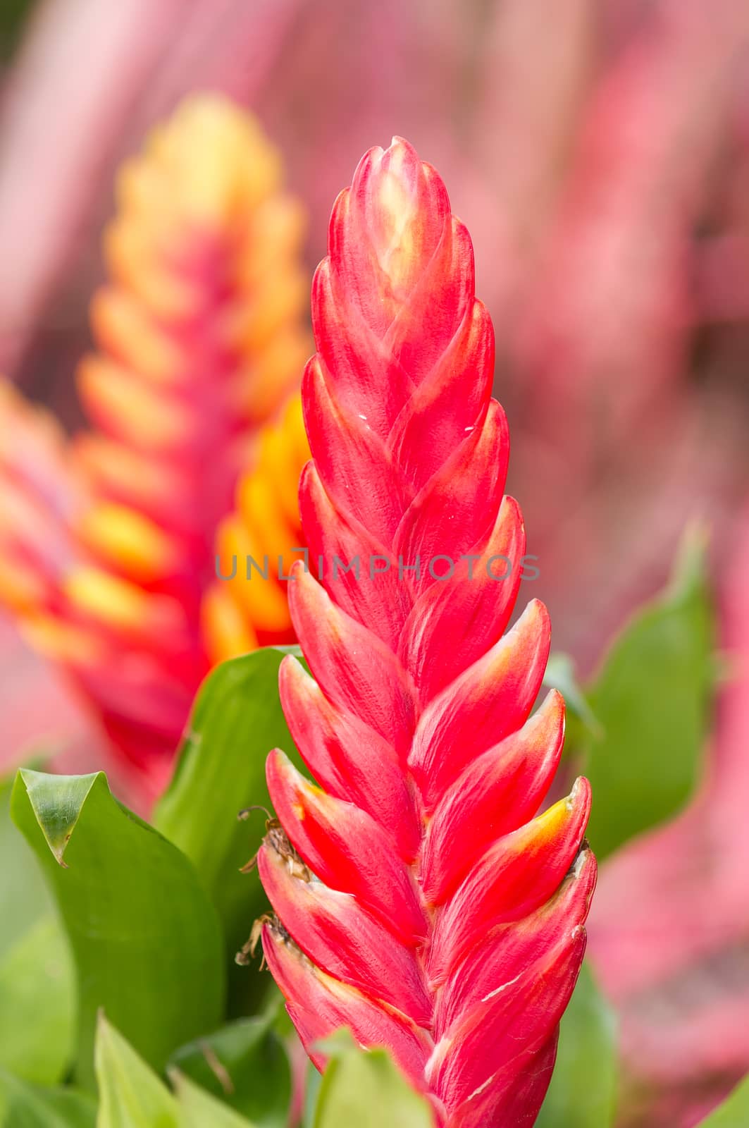 bromeliad or vriesea splendens flower