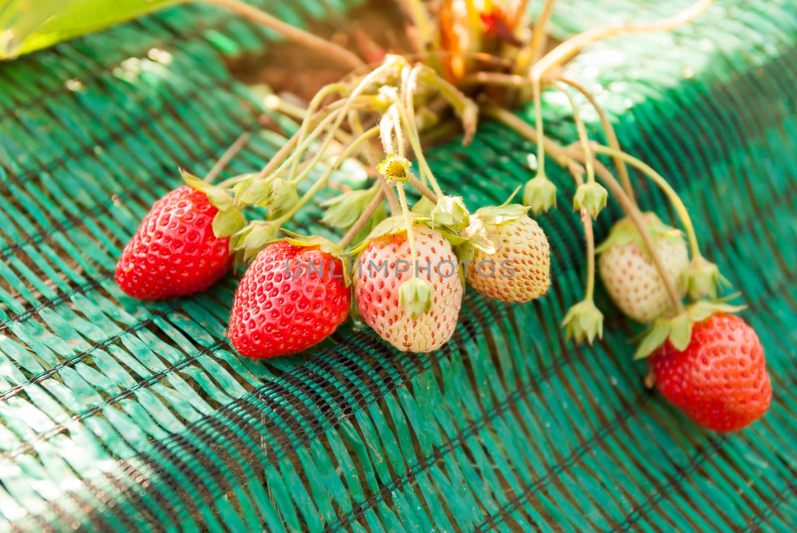 Fresh strawberries by seksan44