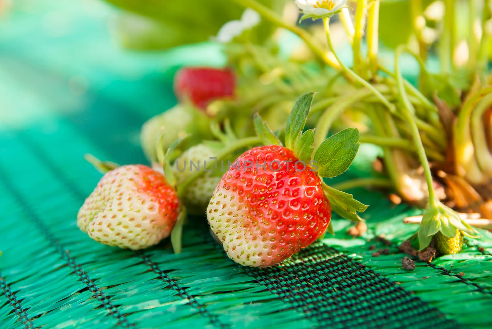Fresh strawberries in farm.