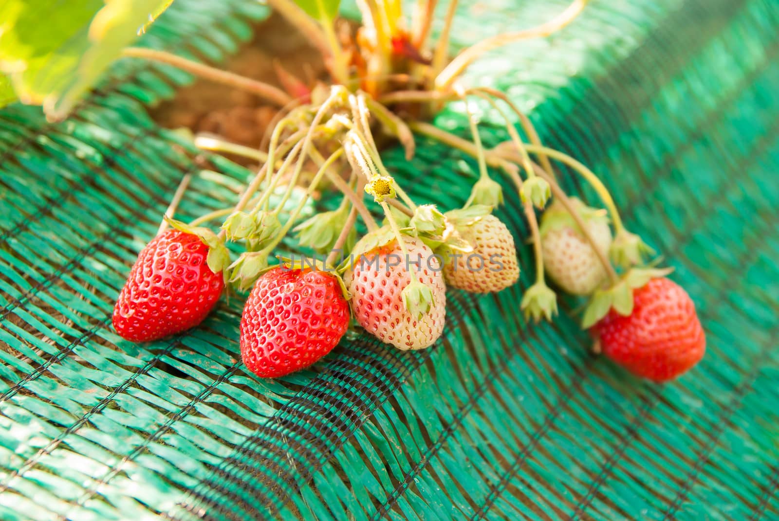 Fresh strawberries in farm.