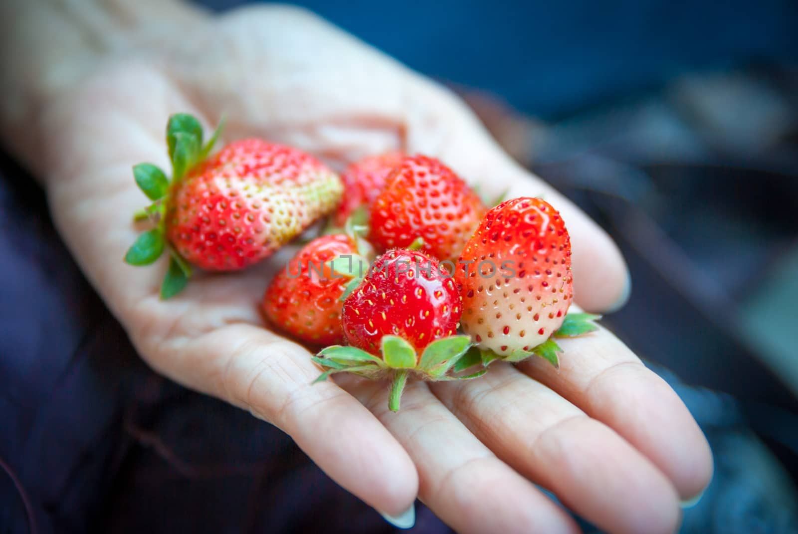 Red fresh strawberries in the woman hand