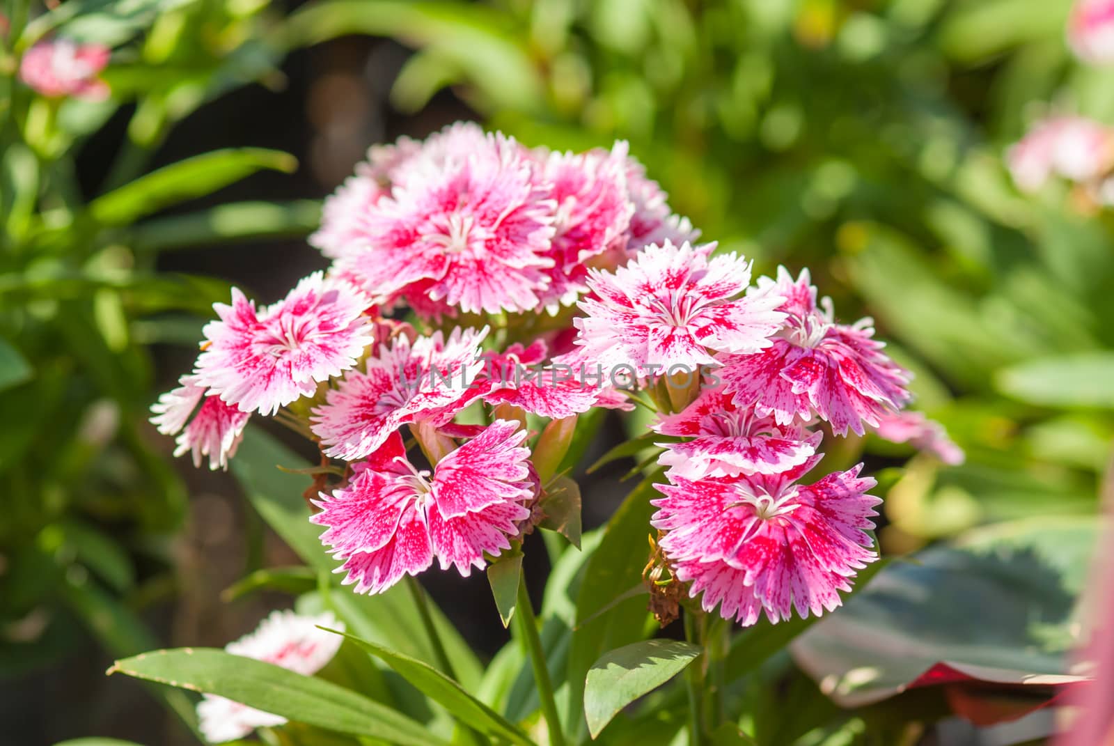 Dianthus chinensis flowers. by seksan44