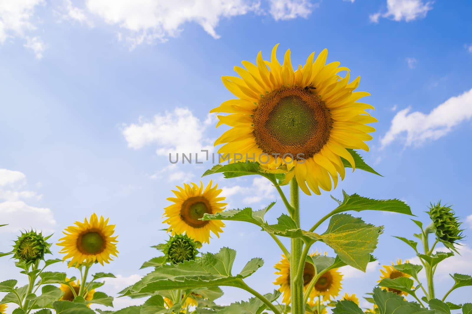 Sunflowers field with blue sky.