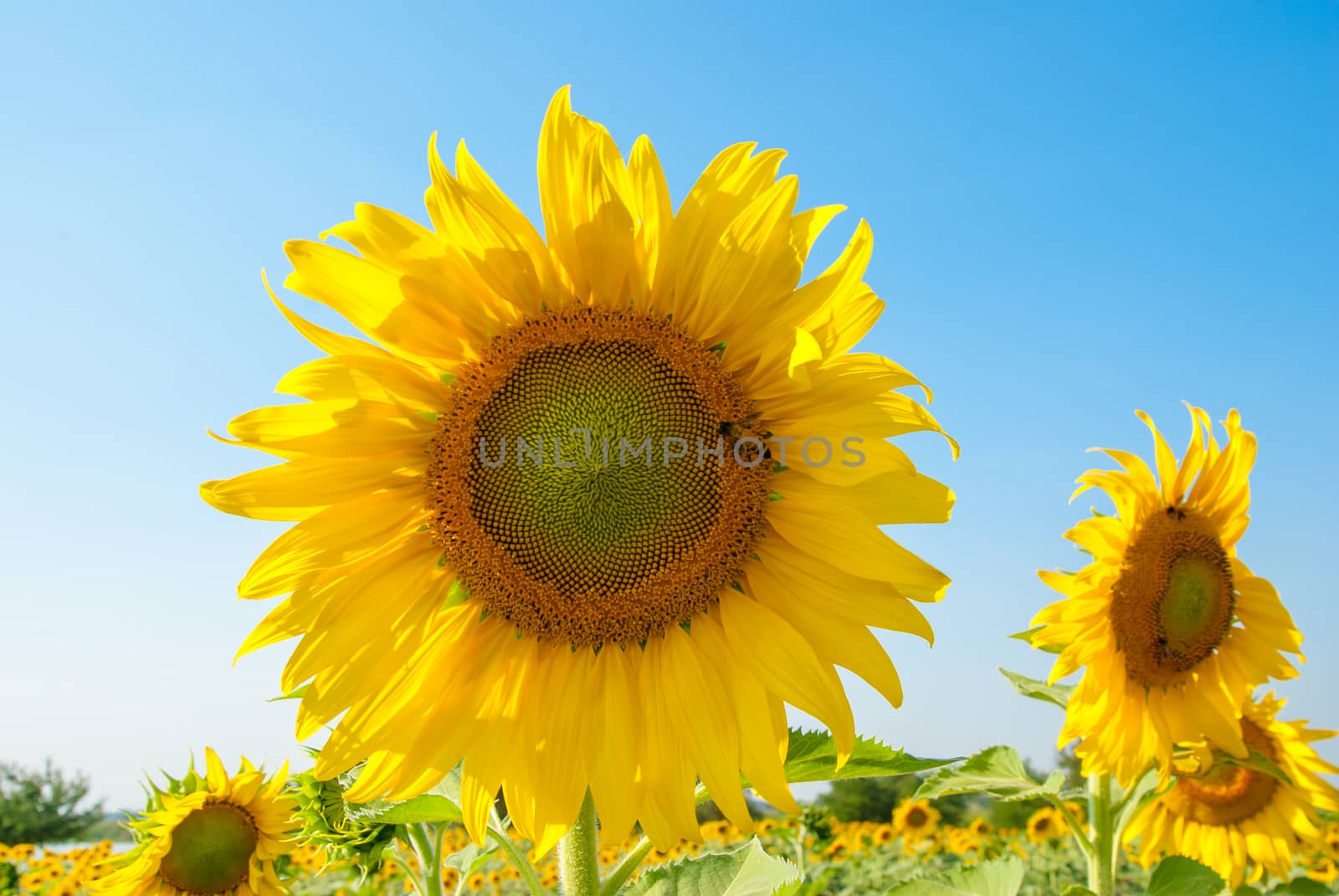 Sunflowers field with blue sky.