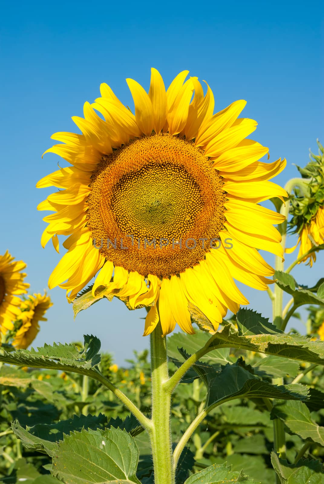Sunflowers field with blue sky.