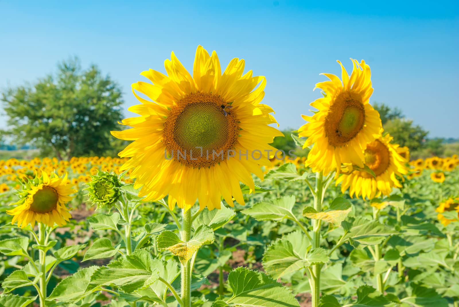 Sunflowers field with blue sky.