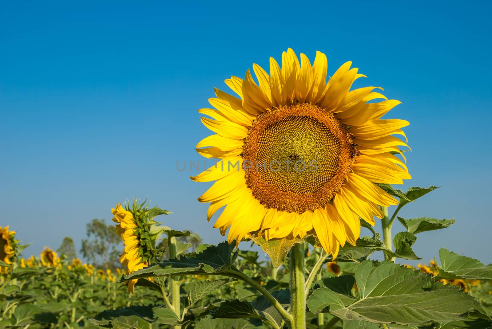 Sunflowers by seksan44