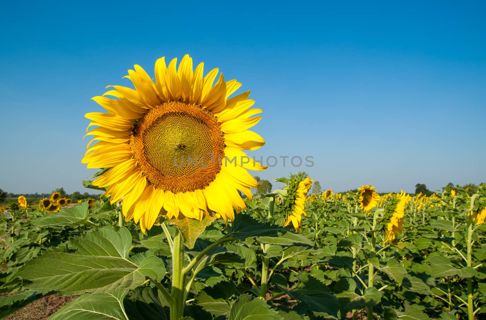 Sunflowers field with blue sky.