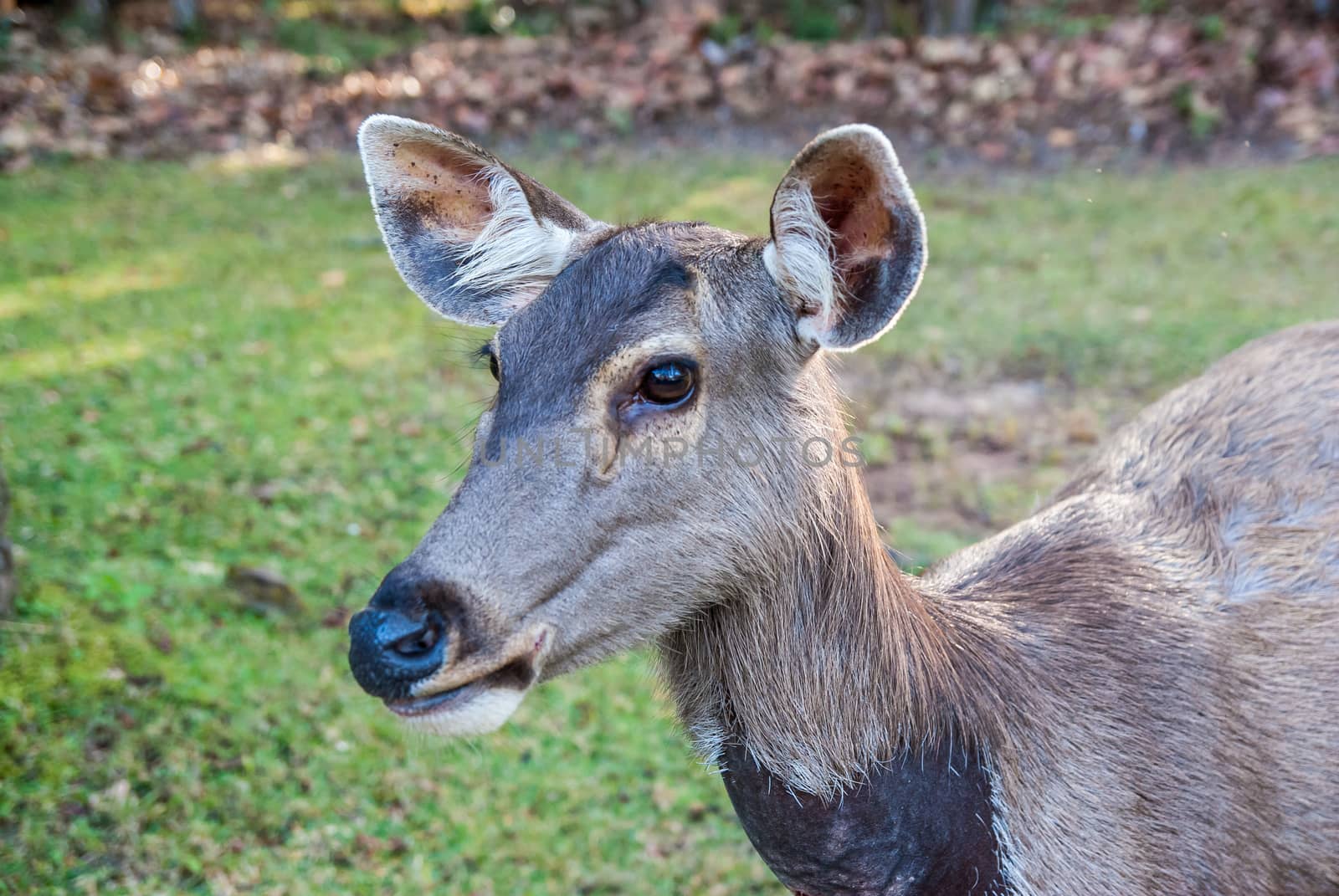 Closeup head shot of a whitetail deer.
