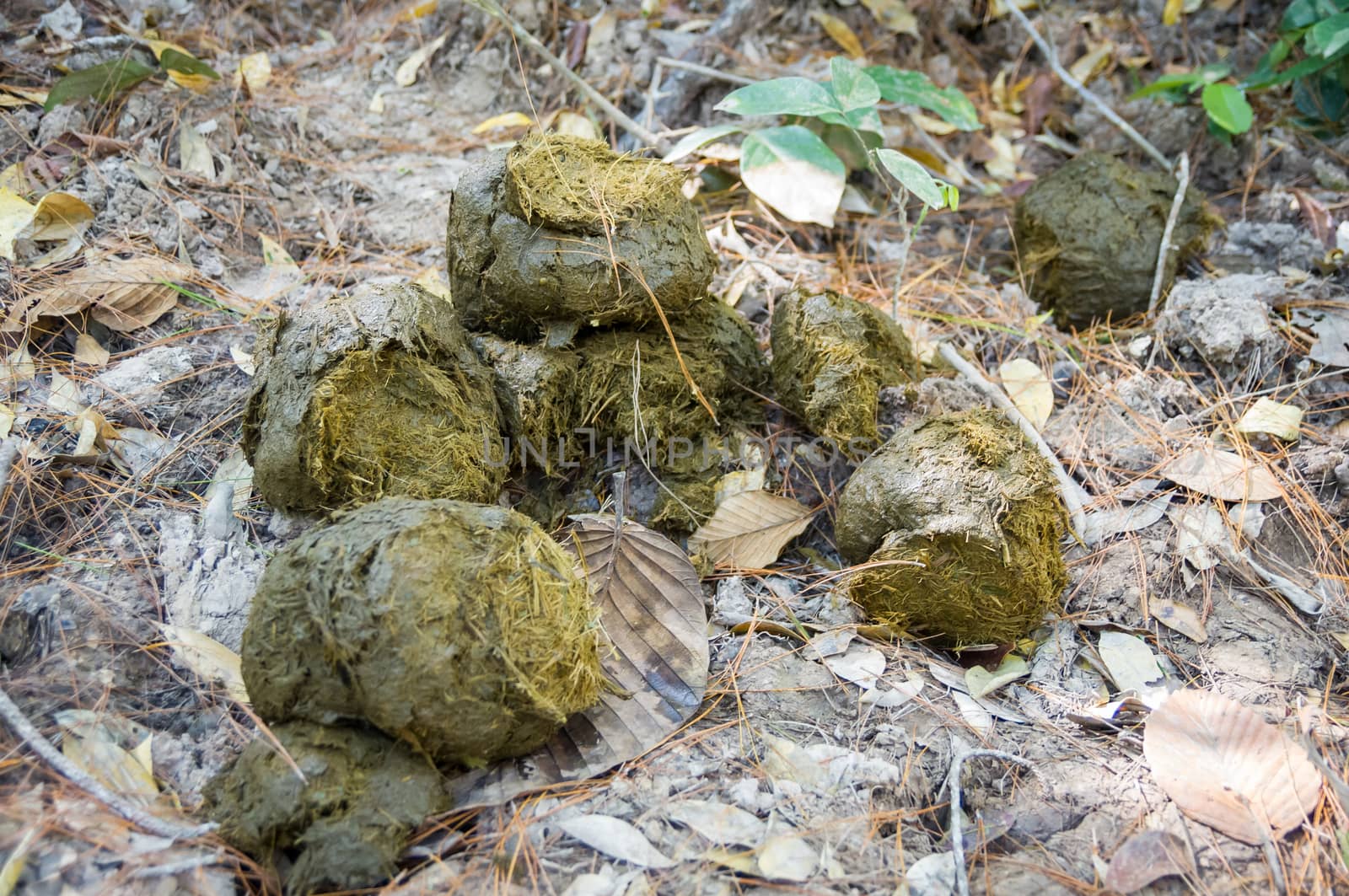 Elephant dung in forest at Thailand.