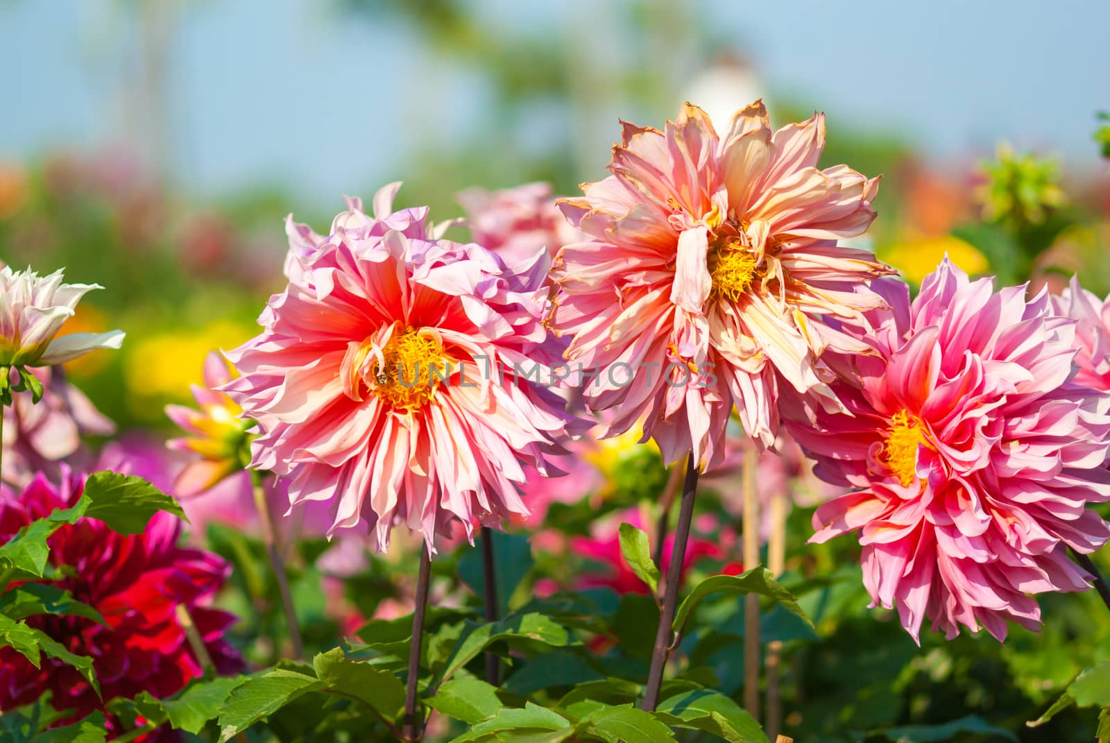 Fade Dahlia flower in garden. Closeup