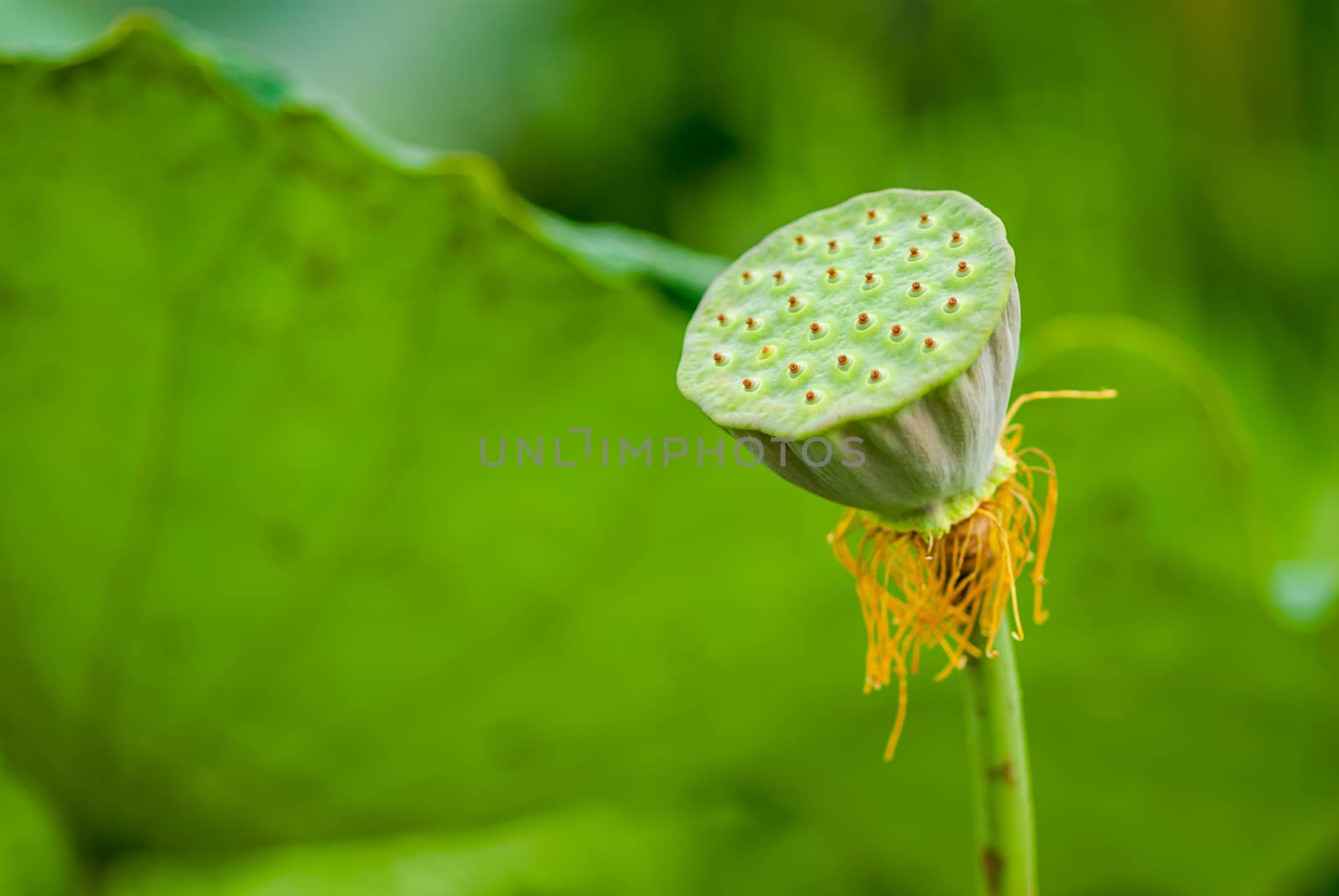 Lotus seed pod on blur lotus leaf background