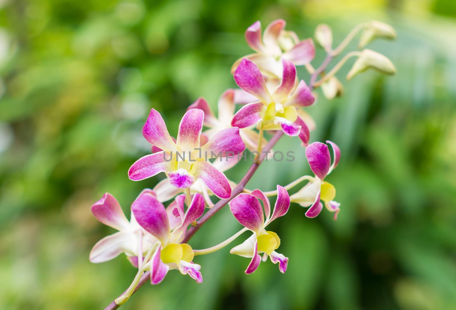 Streaked orchid flower on green leaf