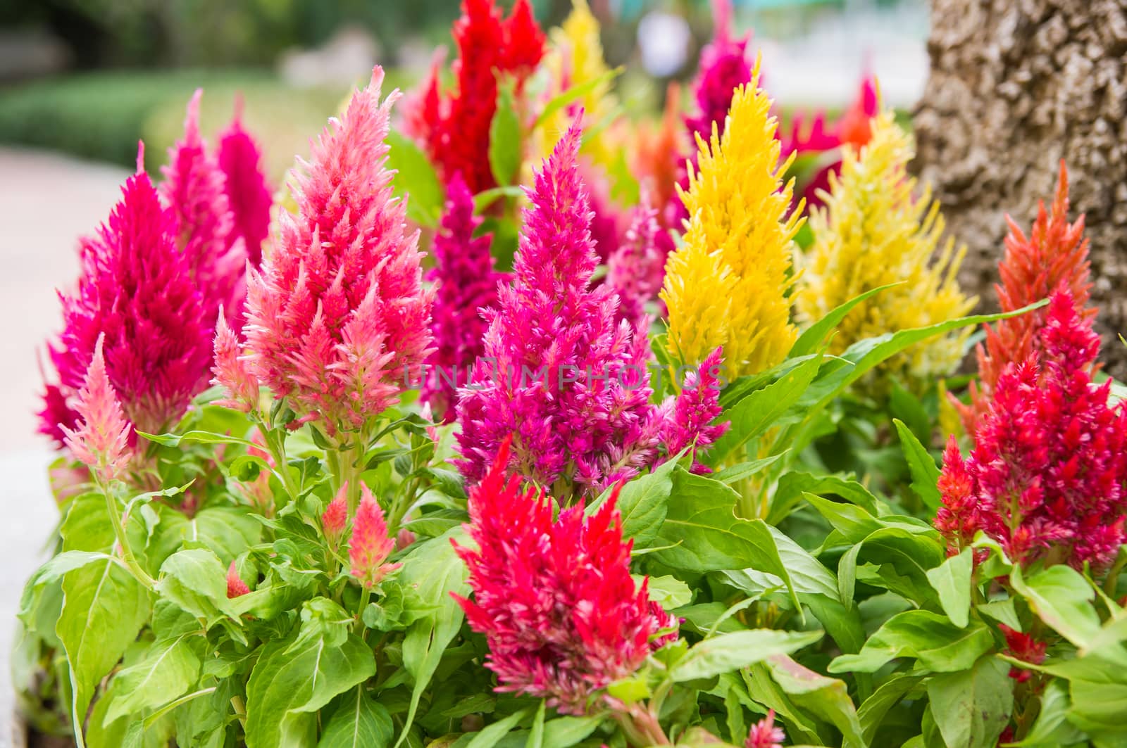 Colorful cockscomb flowers