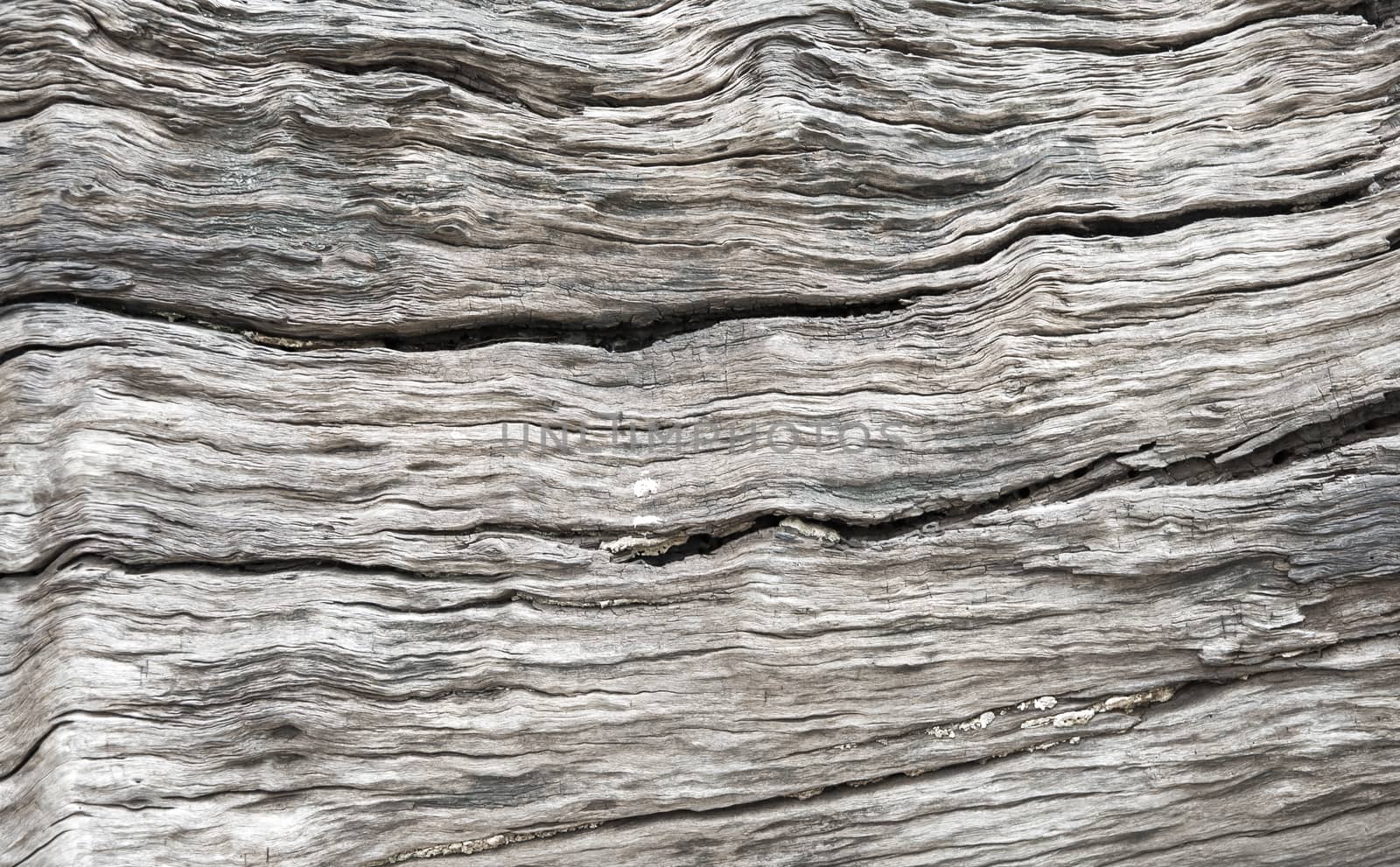 Wood Texture by seksan44