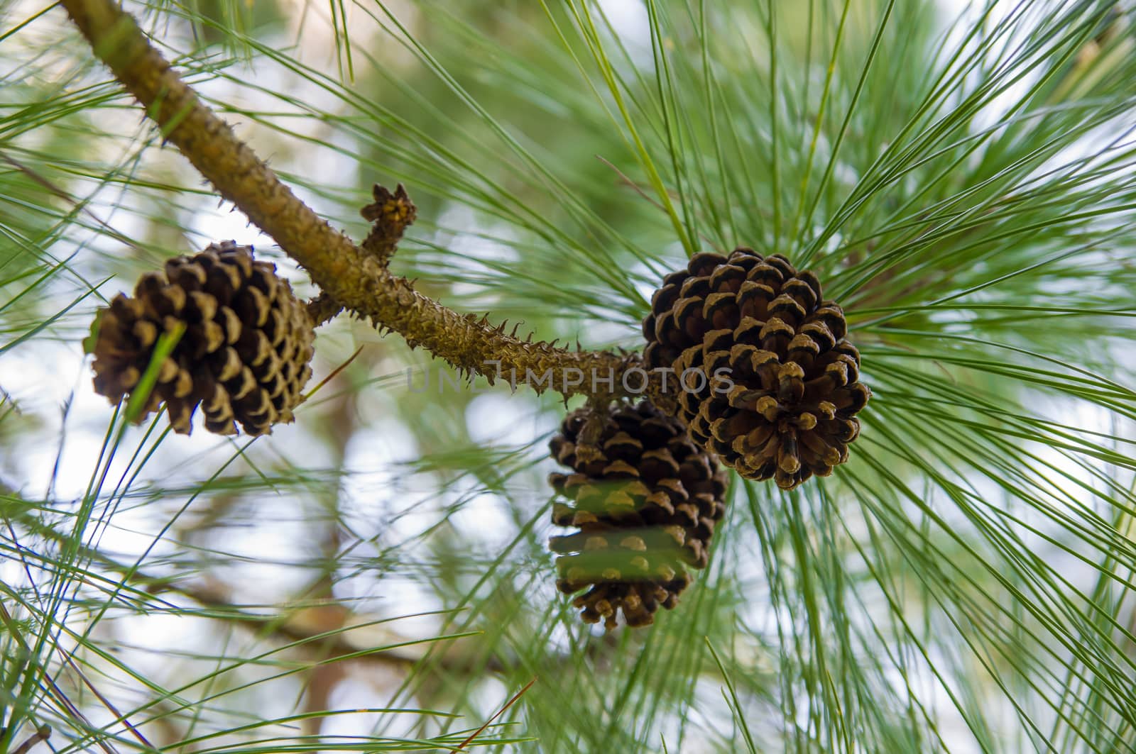 Branch with cones. by seksan44