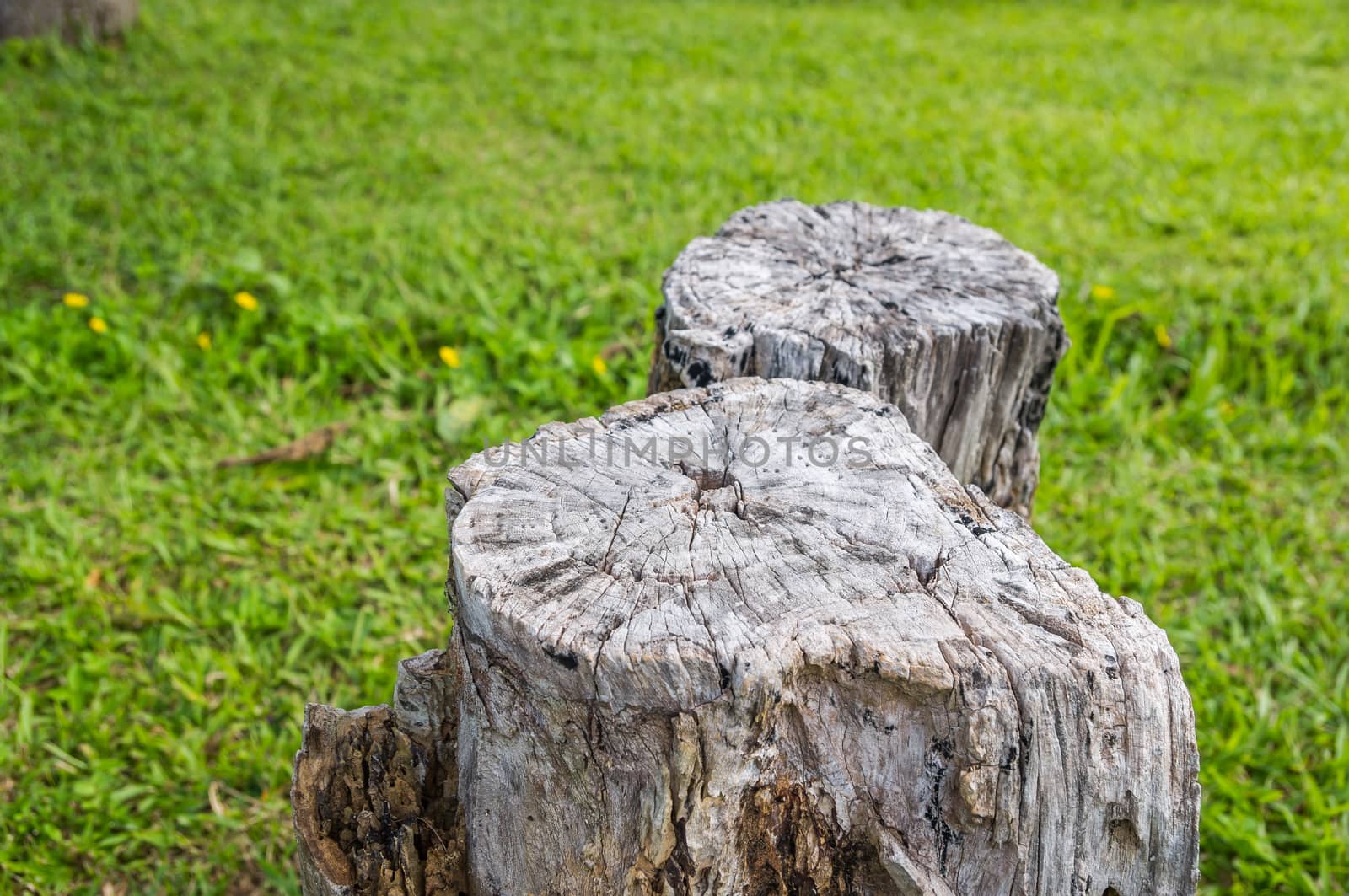 Old stump tree plant on green field.