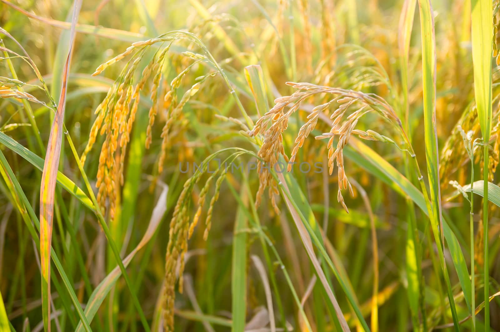 Rice field close up.