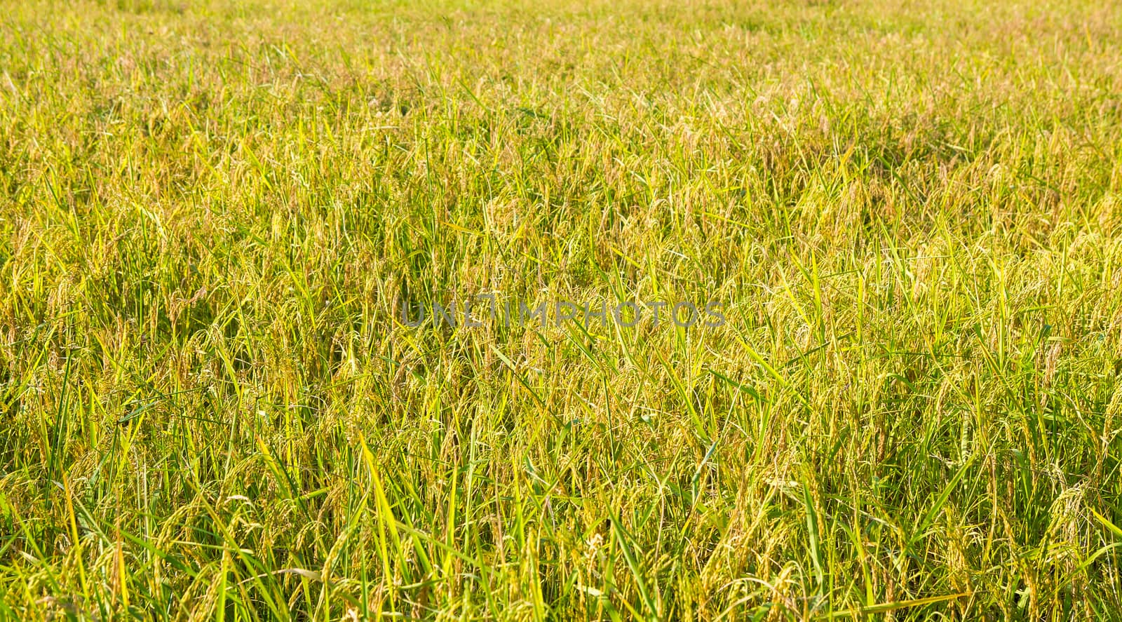 Gold color rice field in Thailand.