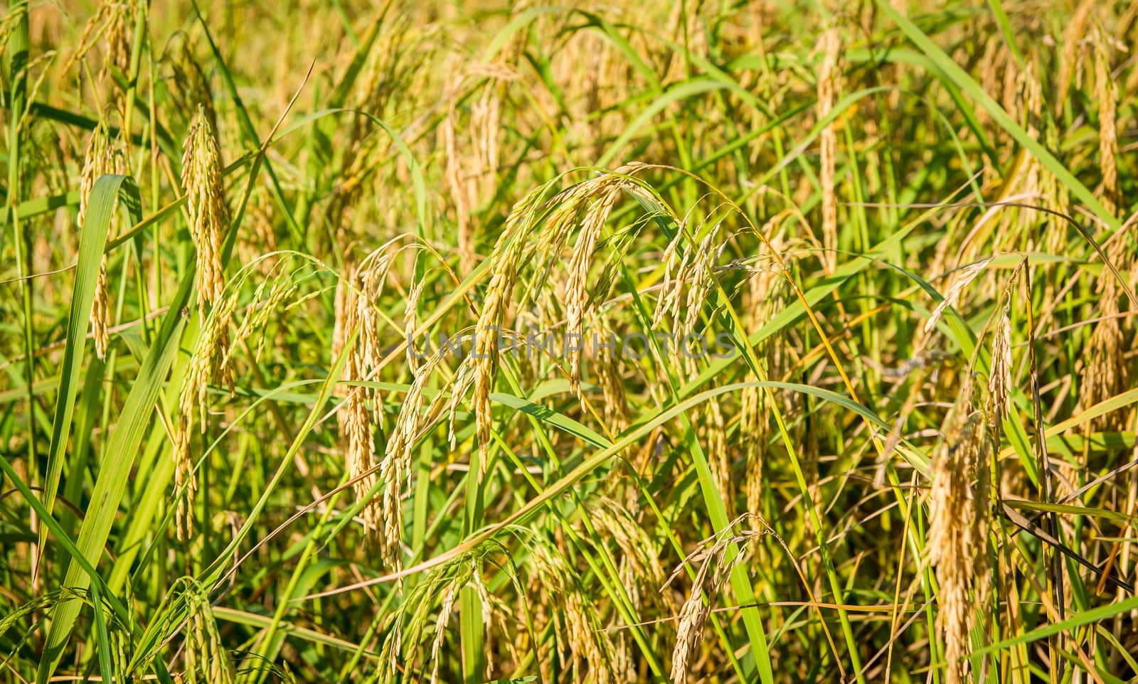Rice field. by seksan44