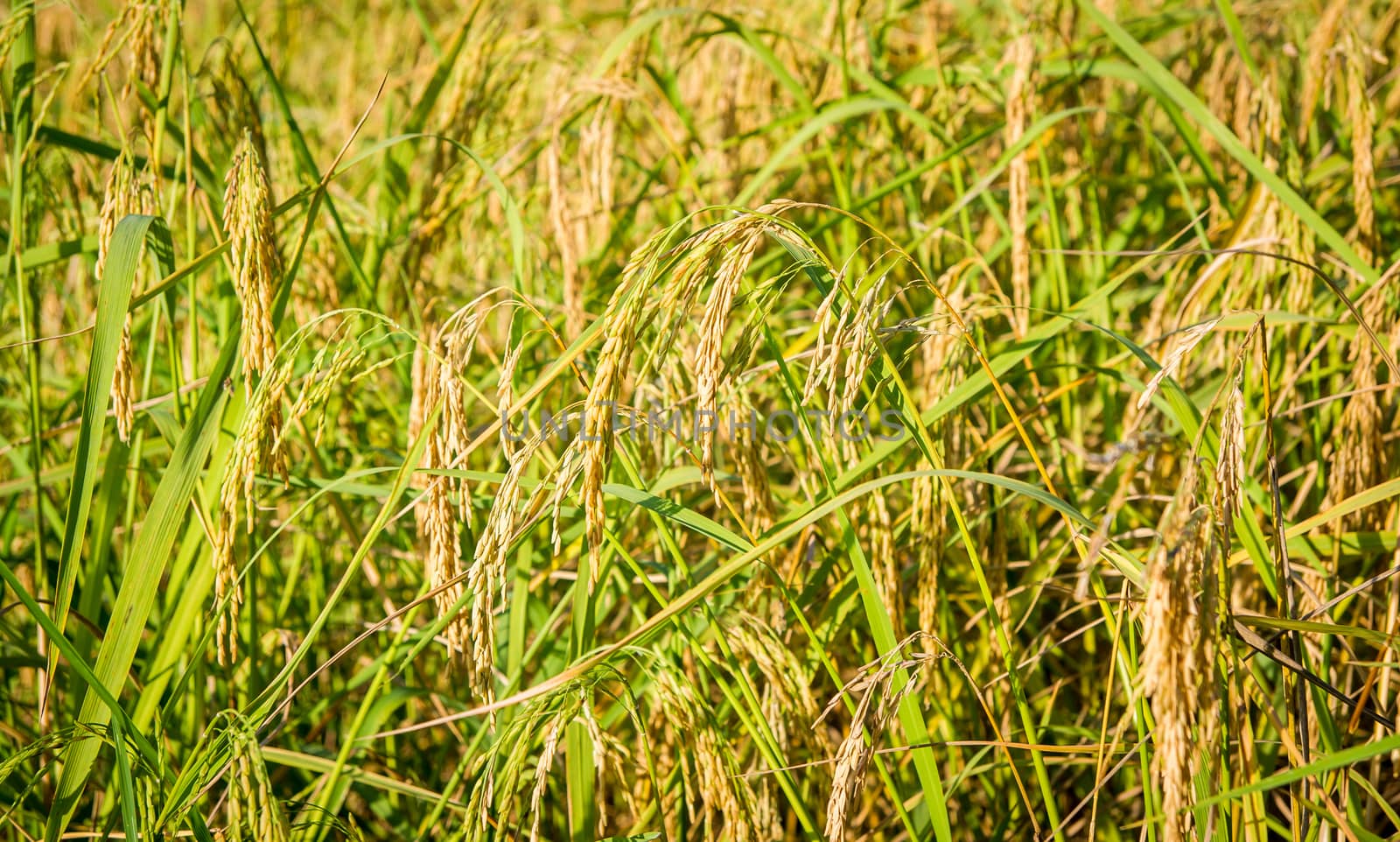 Rice field close up.