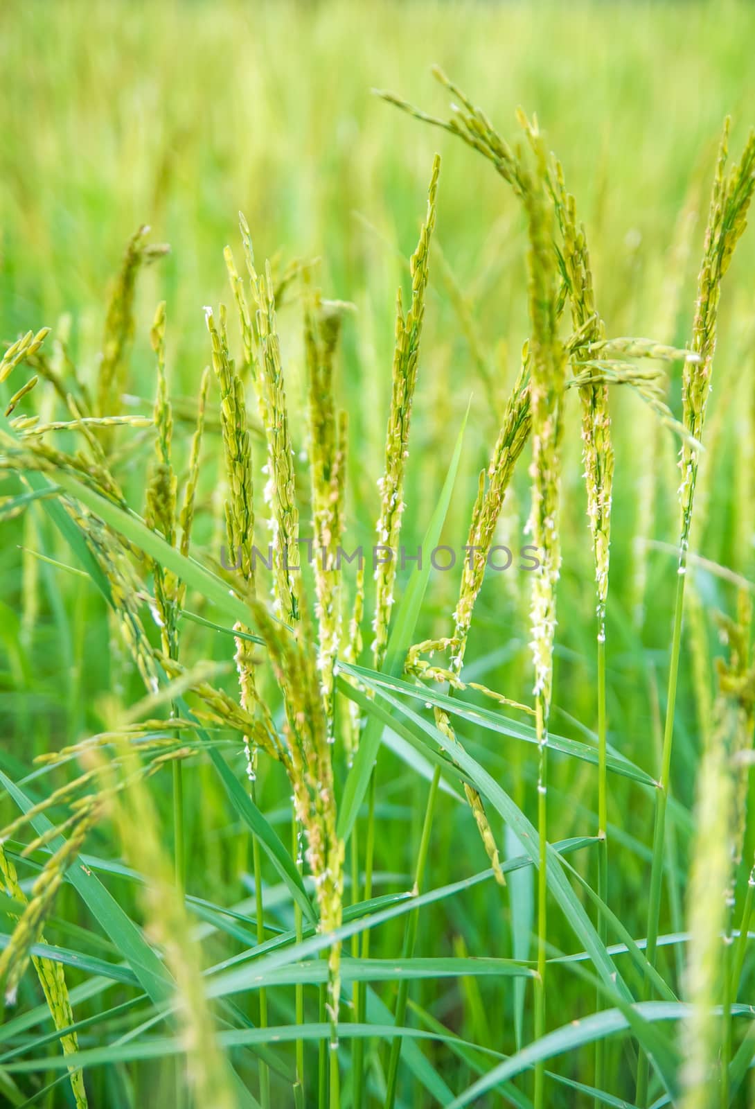 Rice field by seksan44