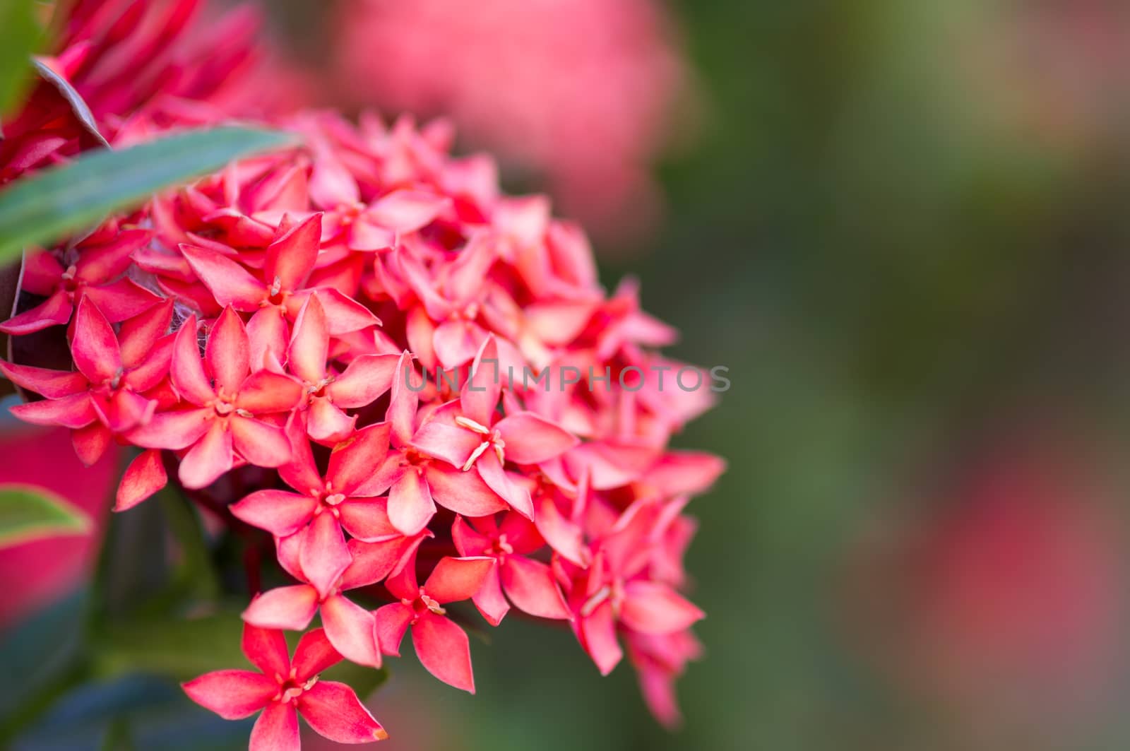 Rubiaceae flowers on blur background.