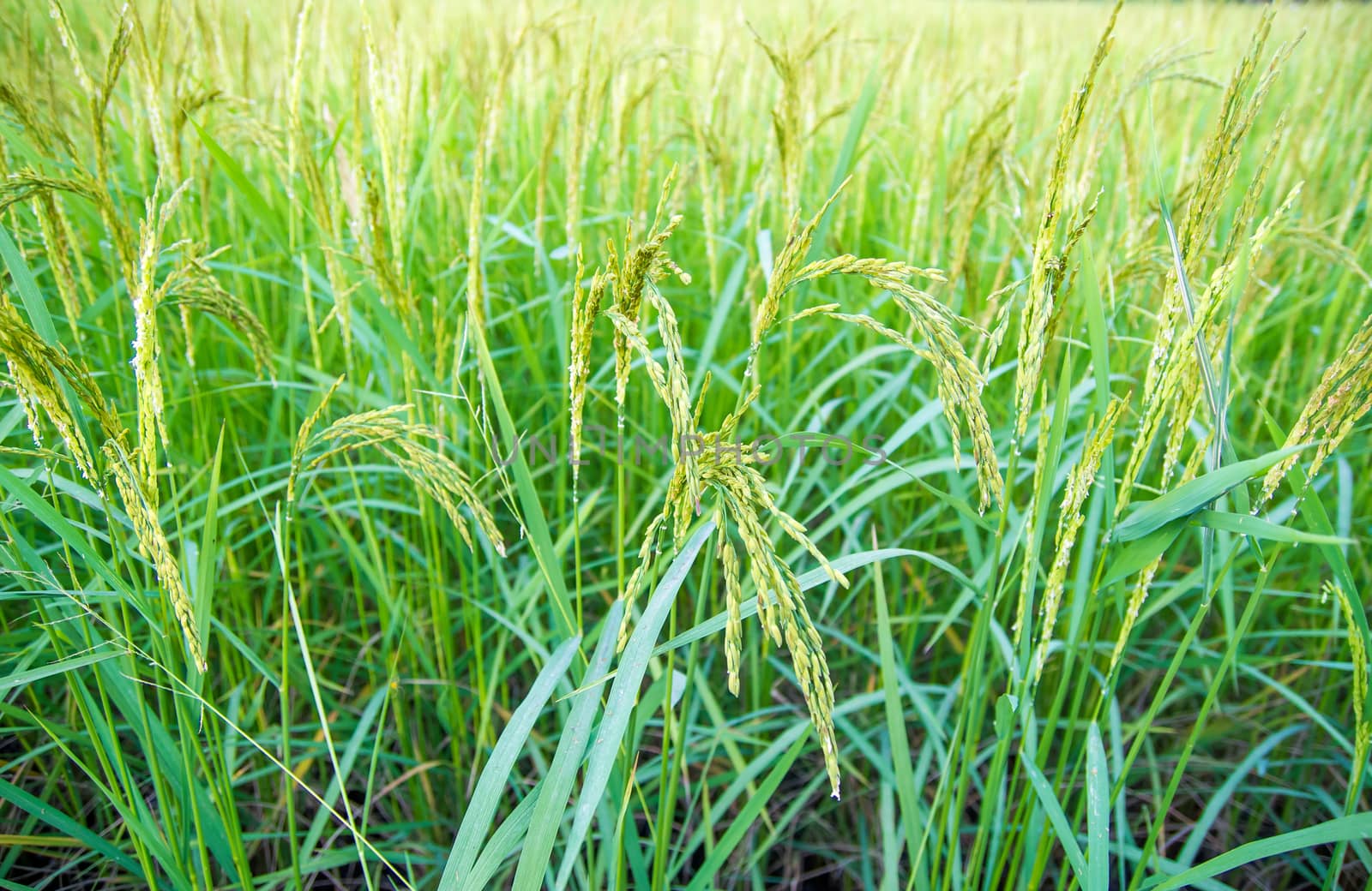 Rice field close up.