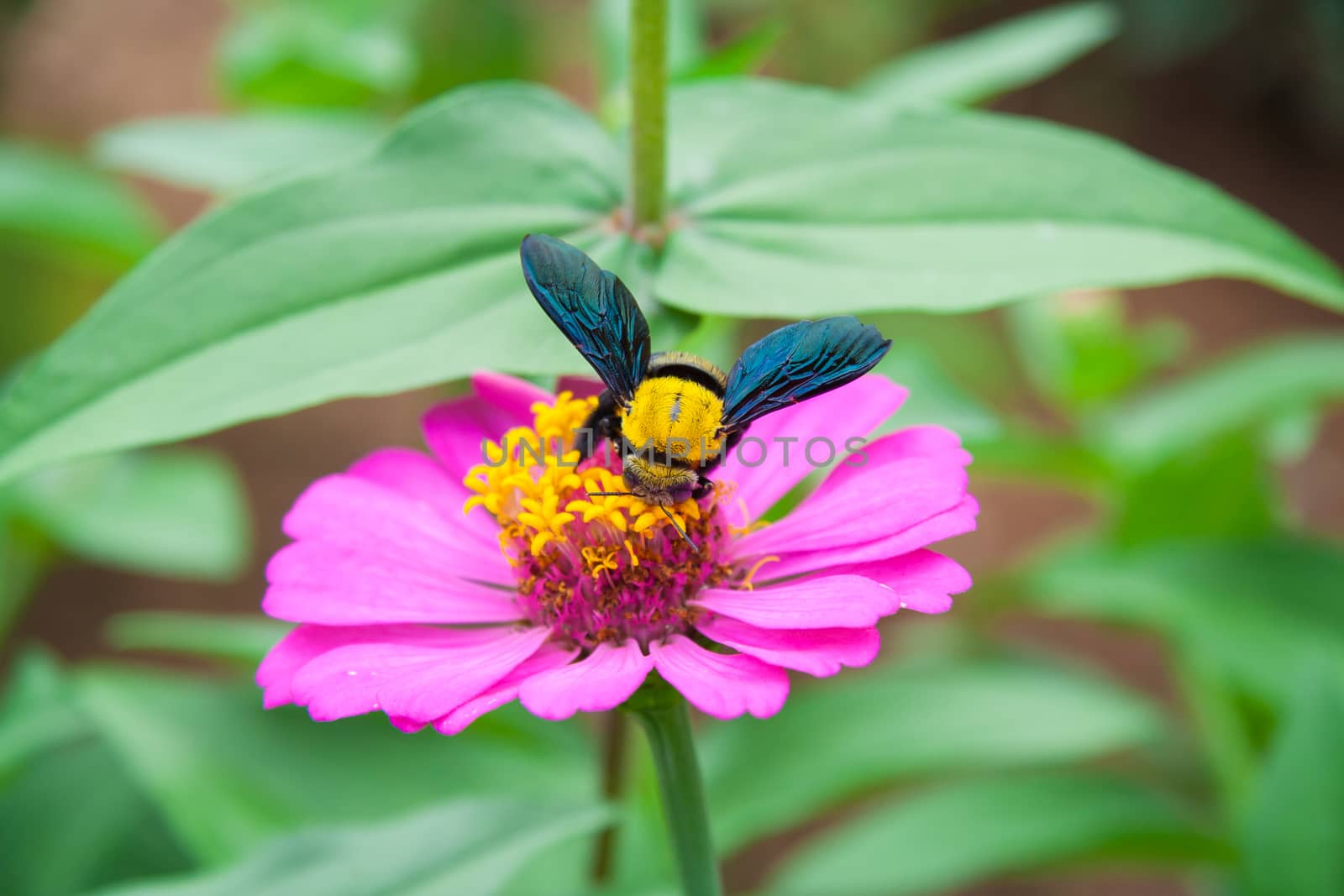 Carpenter bee on pink flower. Macro, Closeup.