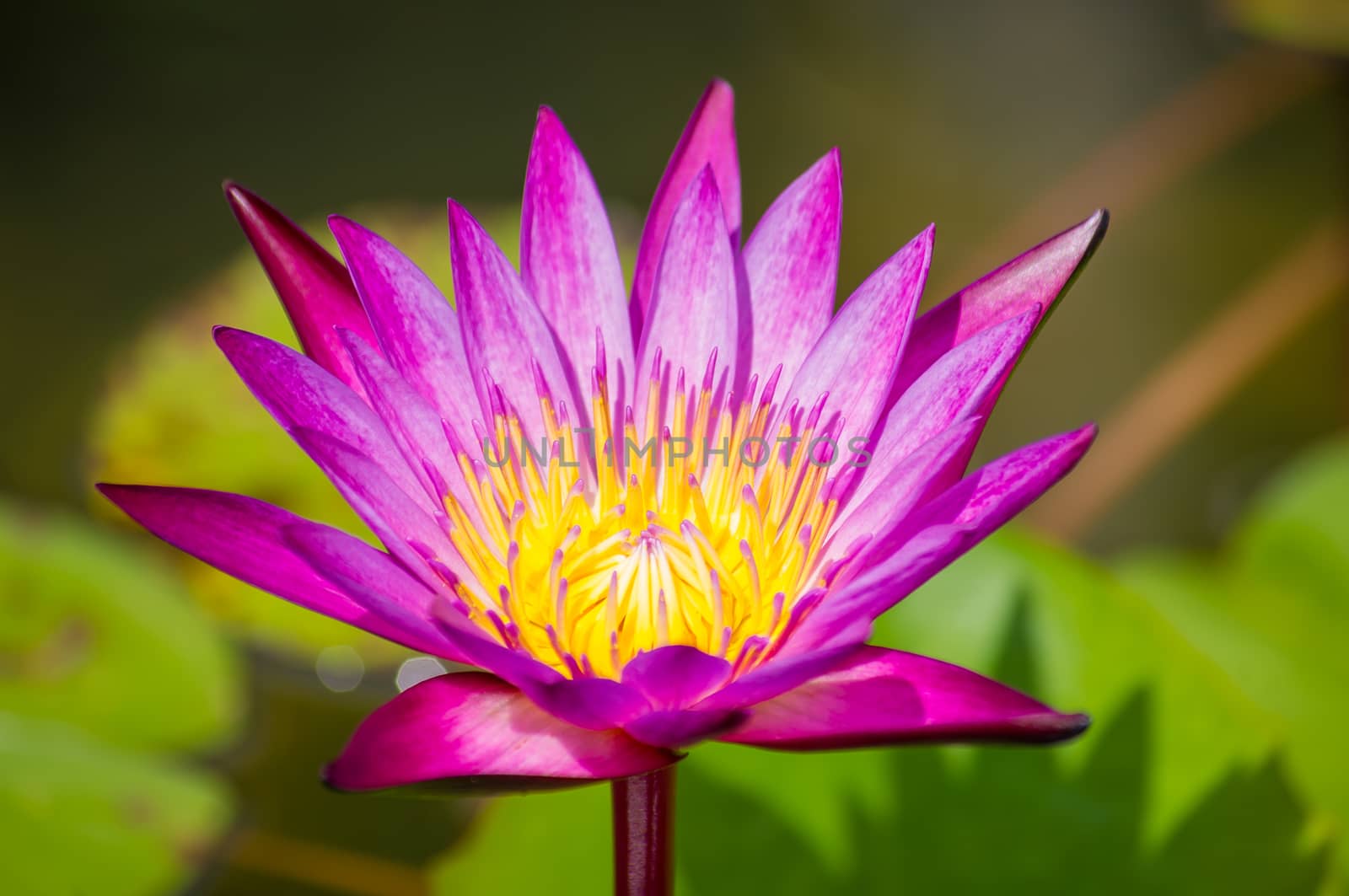 Beautiful water lily closeup, macro