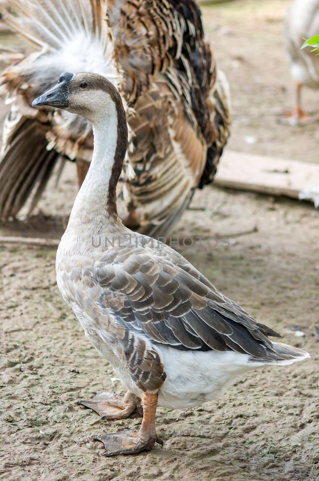 Domestic Goose (Embden goose)