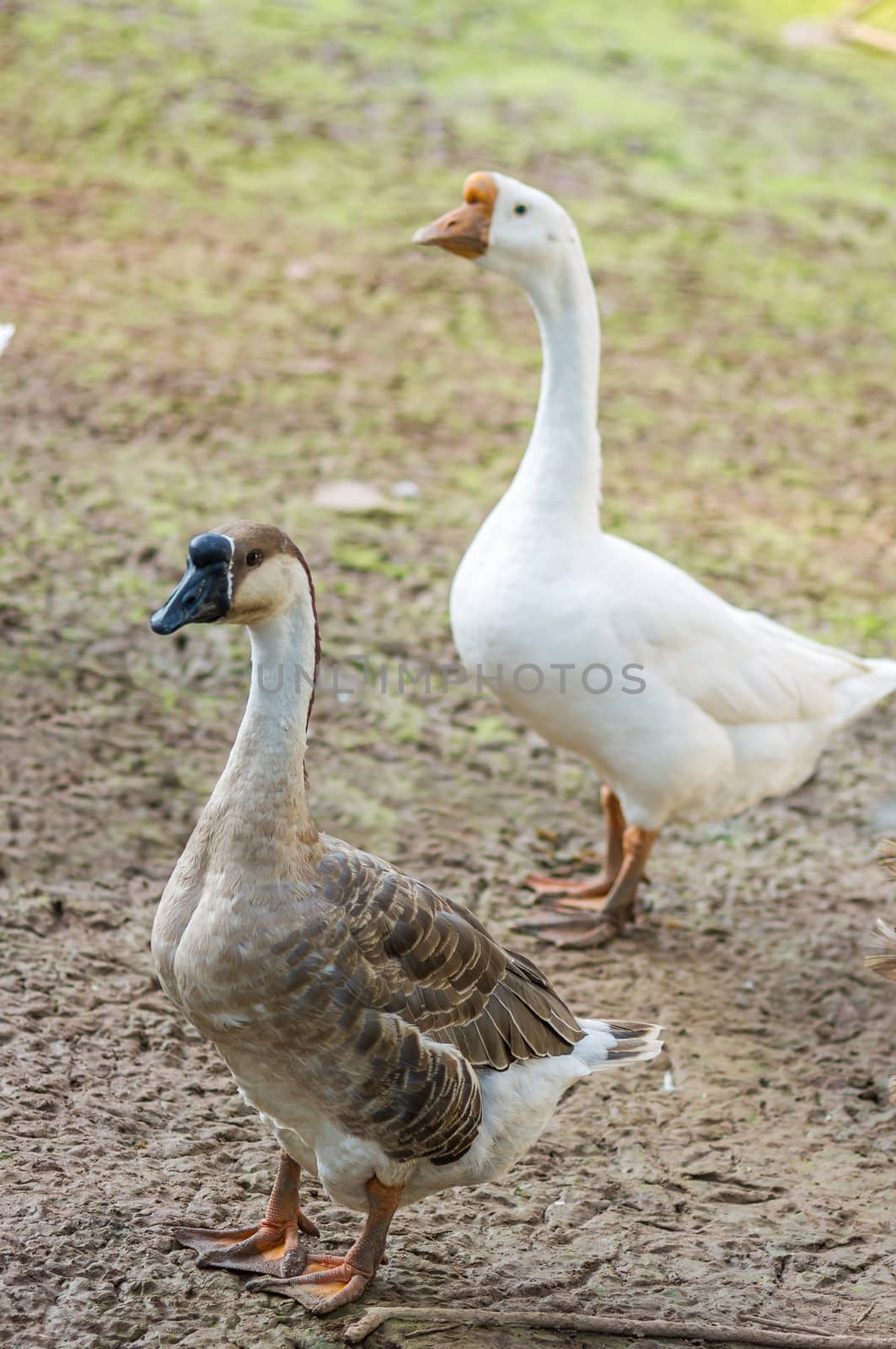 Domestic Goose (Embden goose)