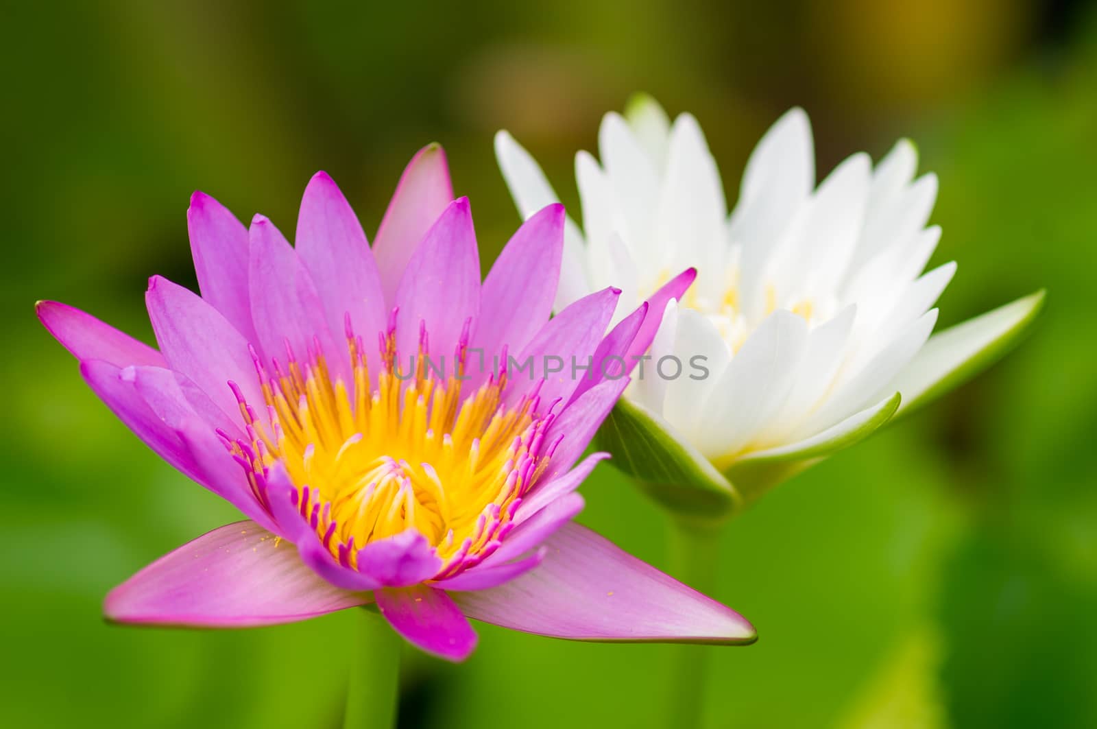 Beautiful water lily closeup, macro