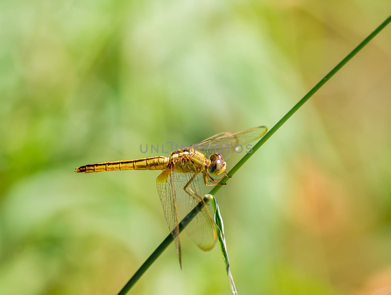 Dragonfly by seksan44