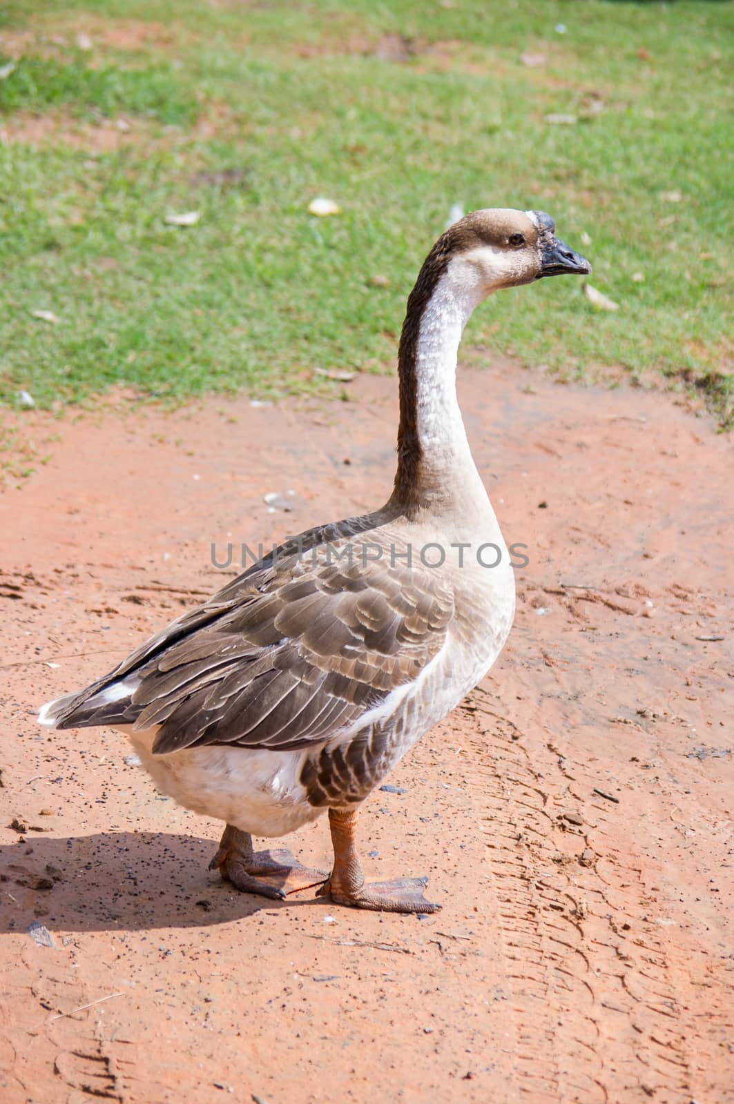 Goose by seksan44