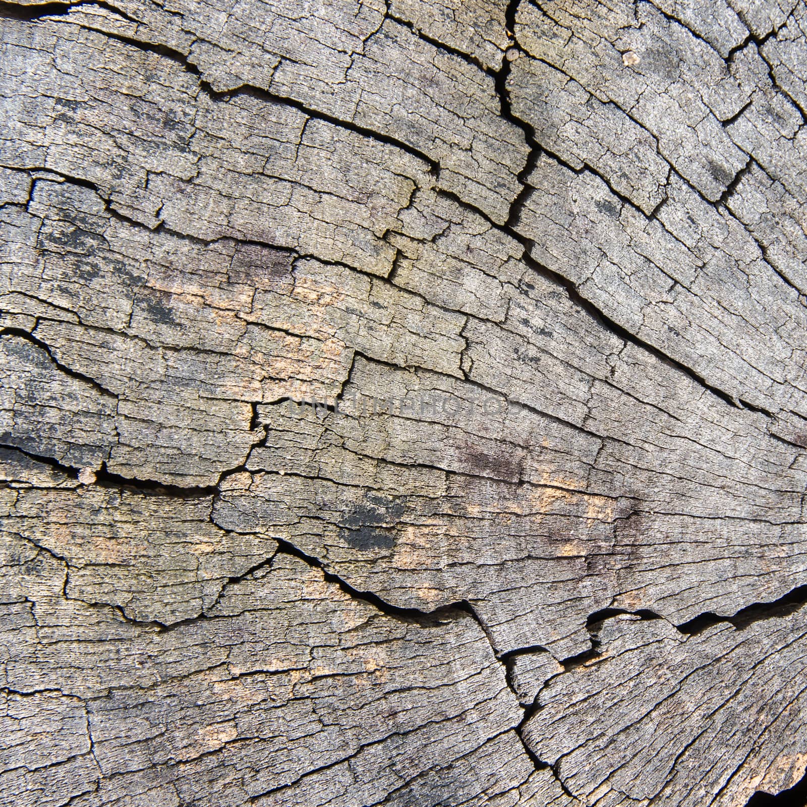 Wood texture of cut tree trunk, close-up