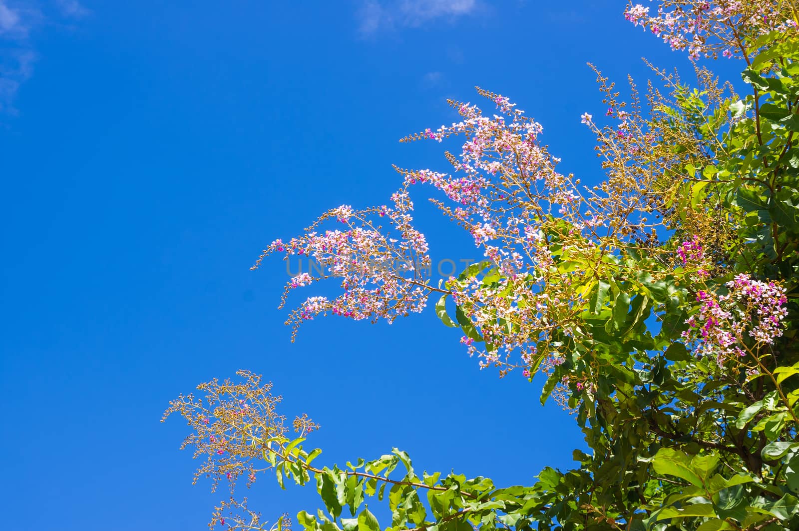Lagerstroemia speciosa, Pride of India, Queen's flower on blue sky.