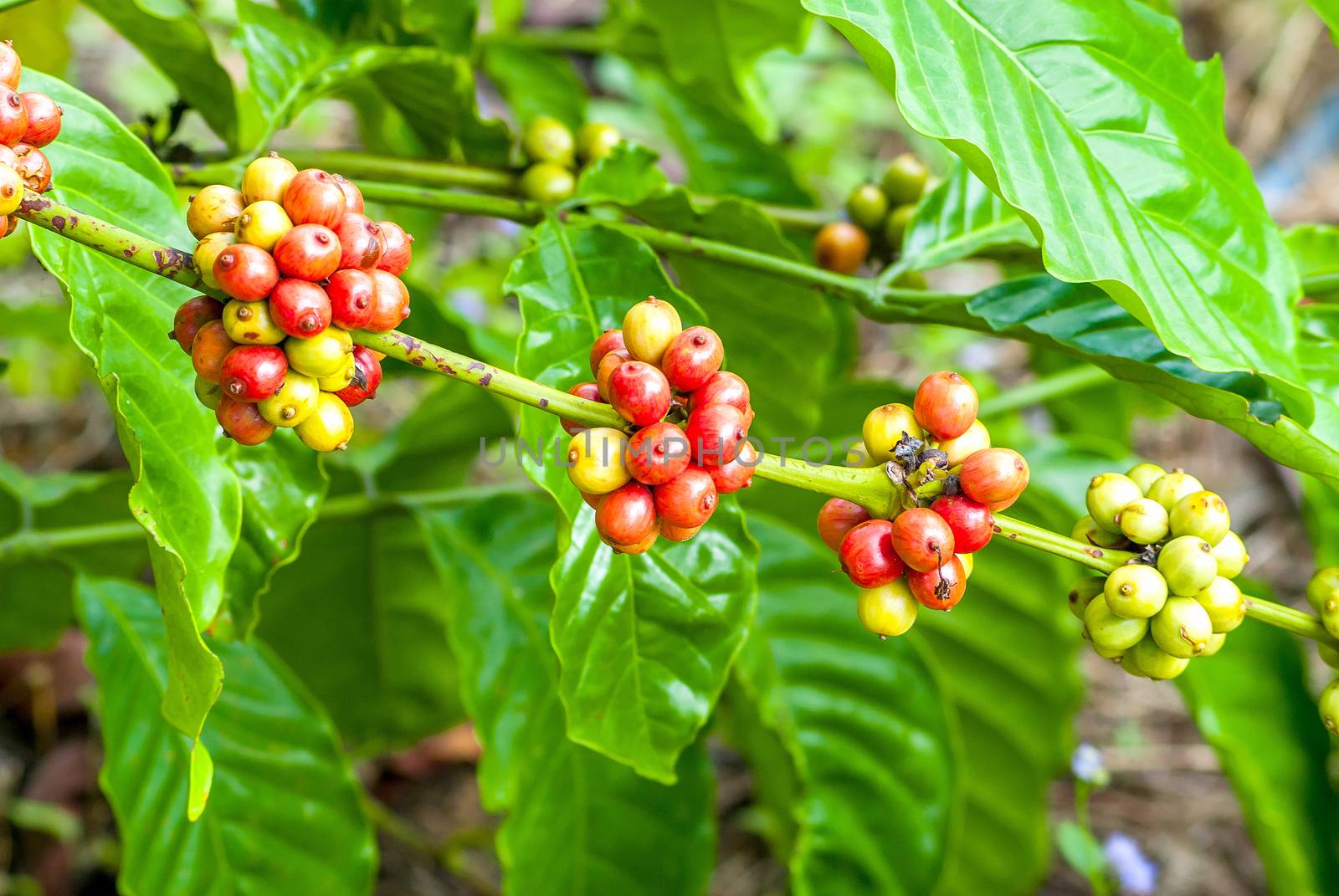 Coffee tree with ripe berries by seksan44