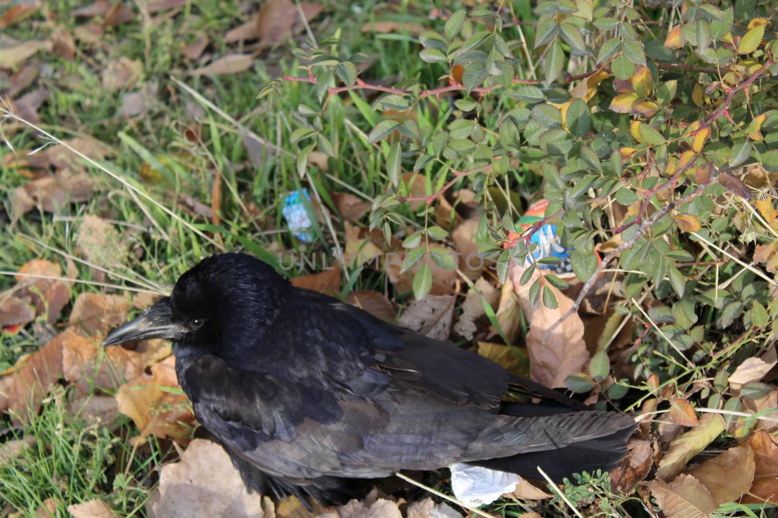 Close-up of Black Crow on the ground.