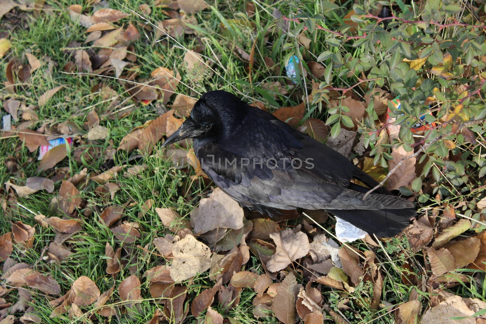 Close-up of Black Crow on the ground.