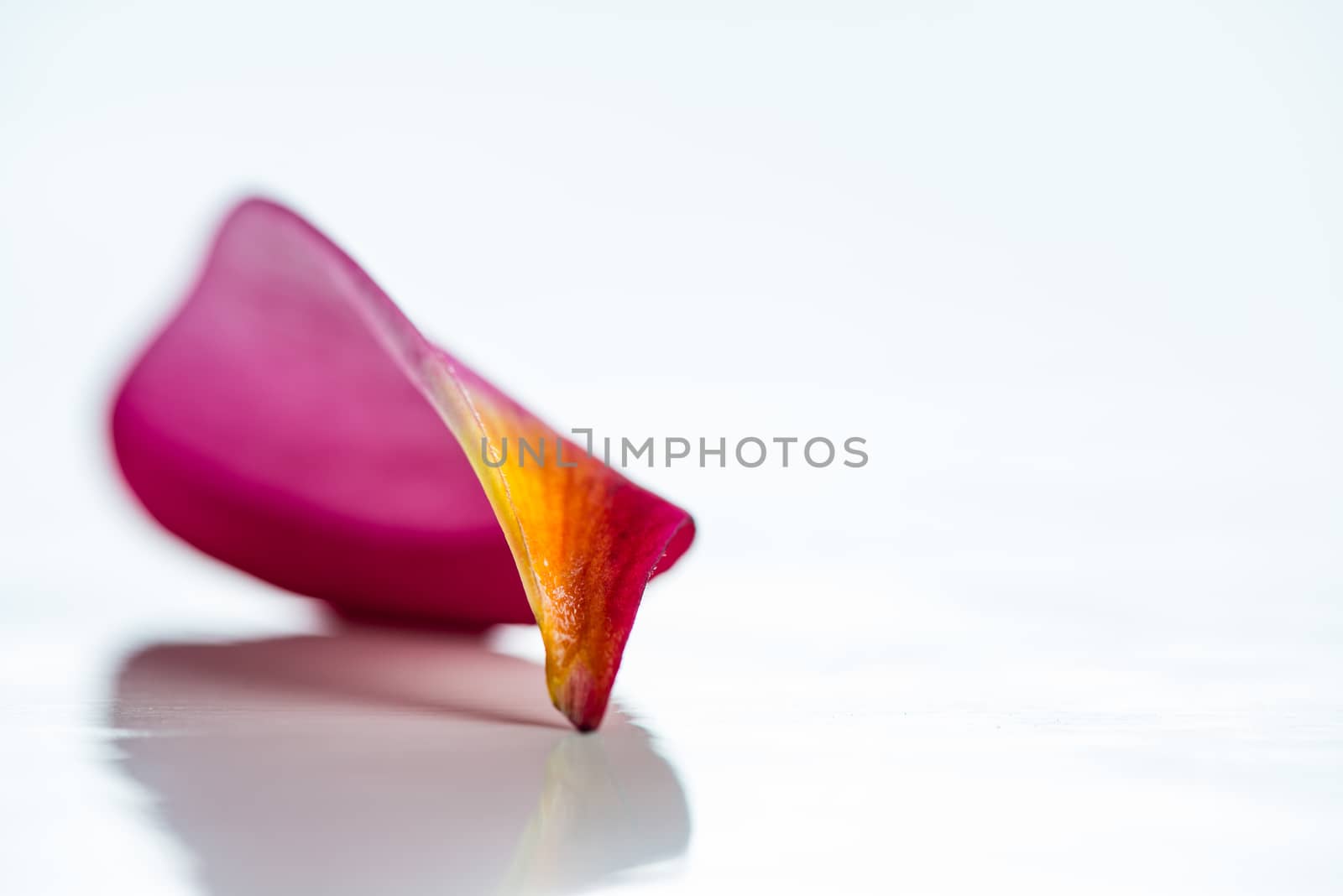 Frangipani flower petal by p.studio66