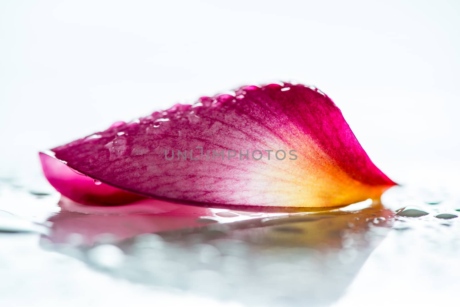 Pink frangipani flower petal isolated on white background