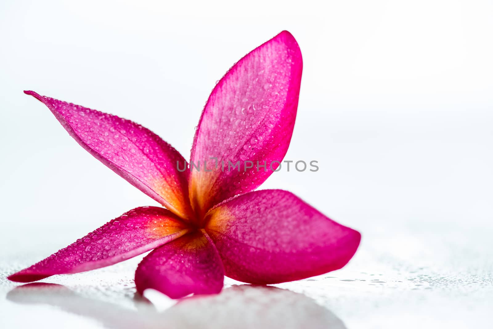 Pink frangipani flower isolated on white background